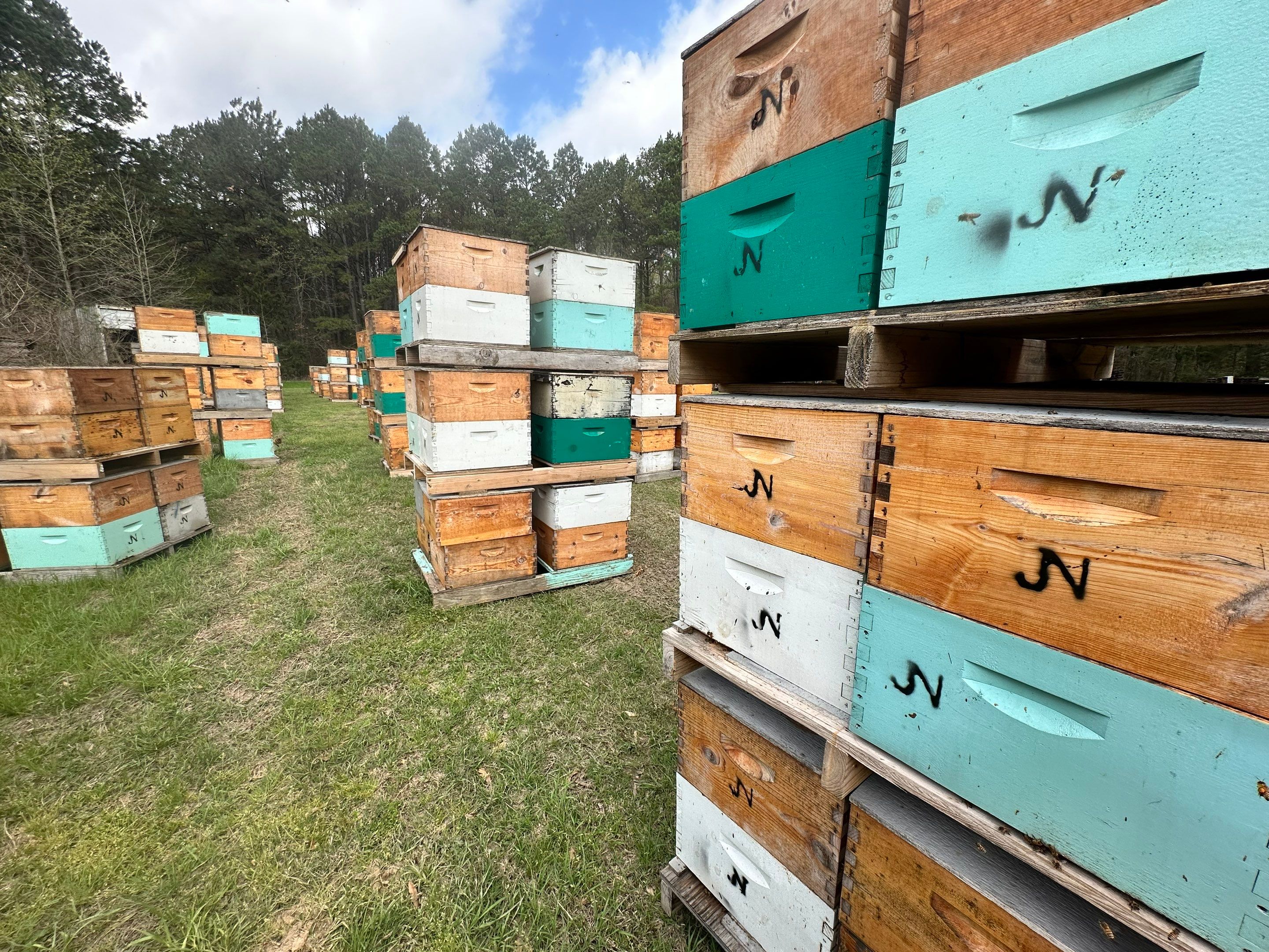 BeeGirl ETX HQ by Rockwall Honey Bee Company