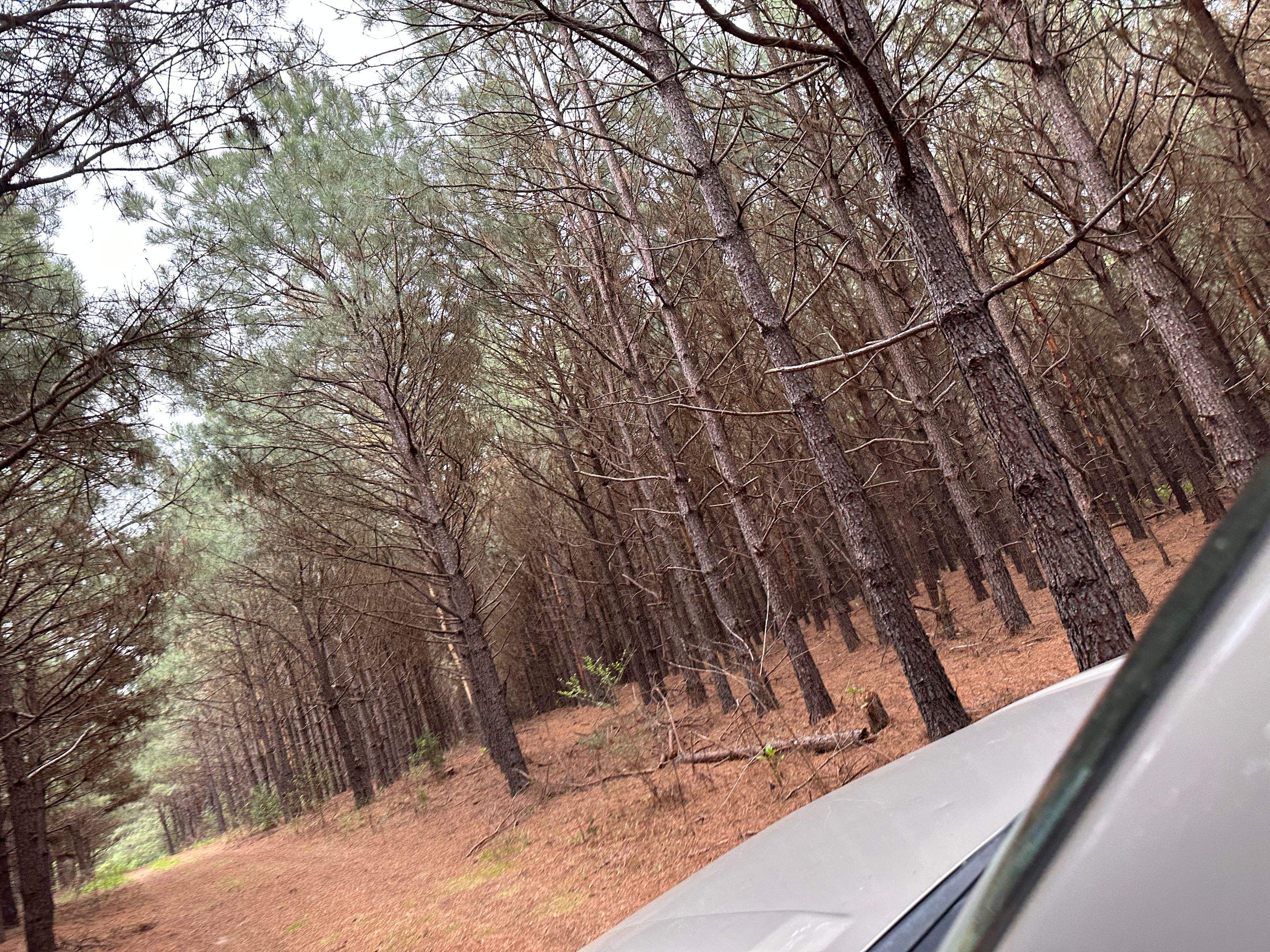 Tree Farm Apiary by Rockwall Honey Bee Company