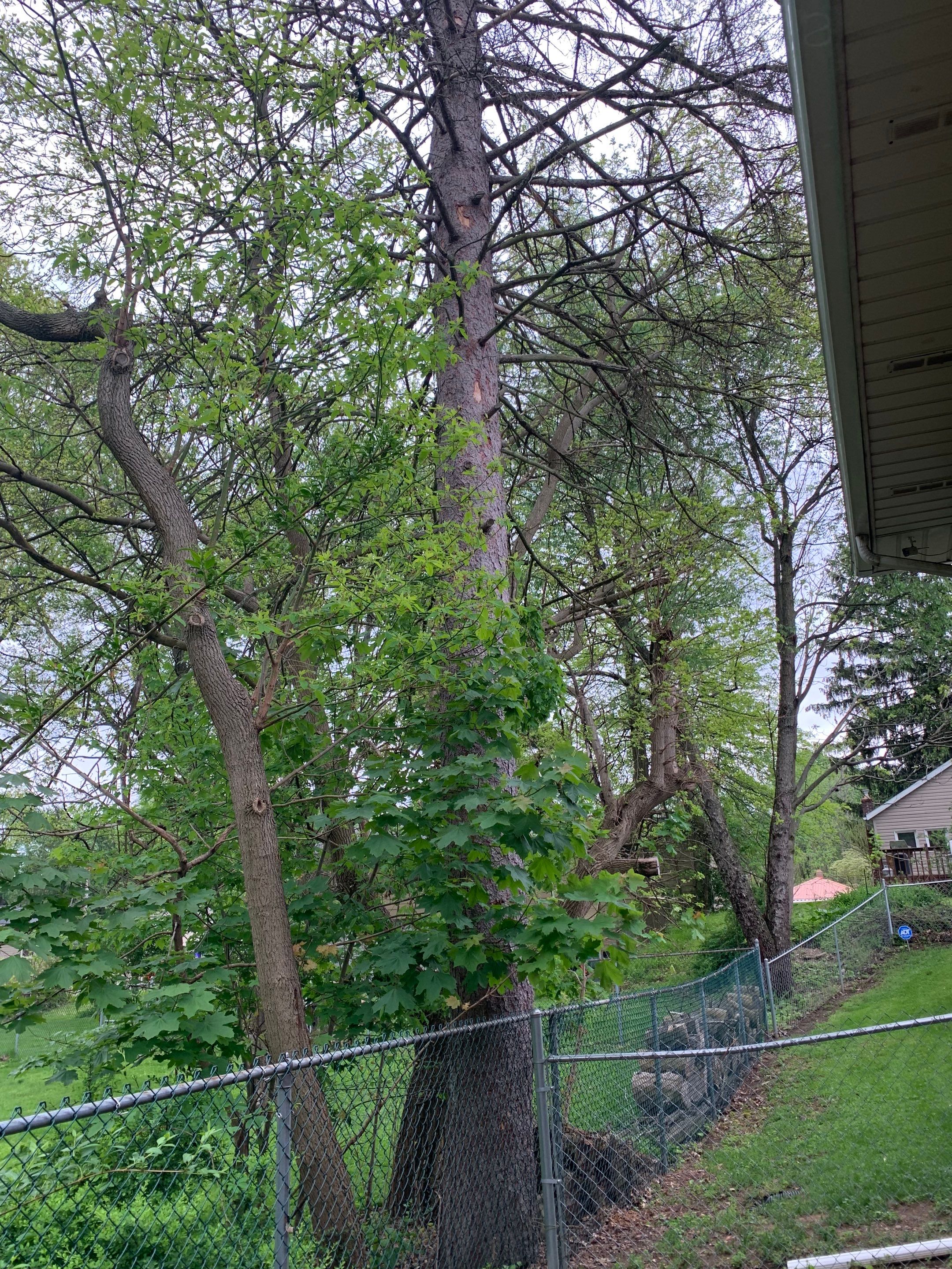 Tree Removal using Tree Removal by Mike Jones & Sons Tree Service LLC 