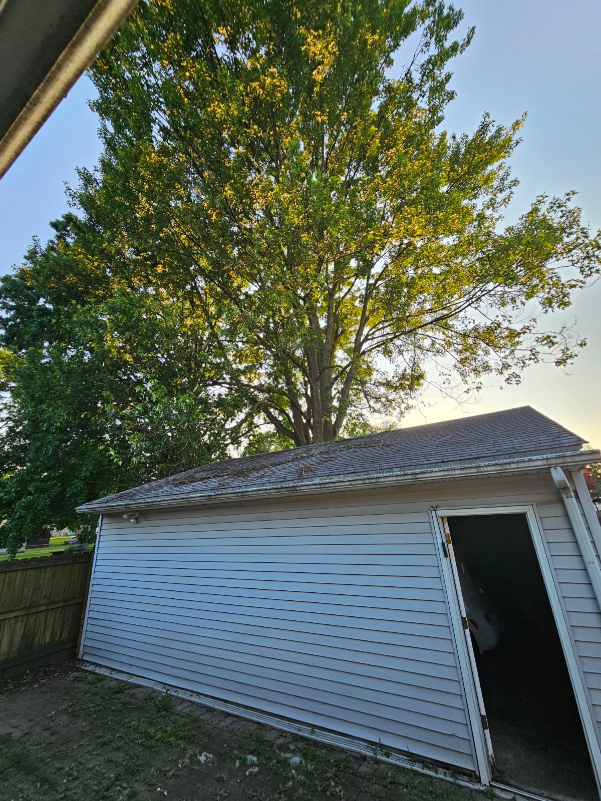 Tree Trimming using Tree Pruing by Mike Jones & Sons Tree Service LLC 