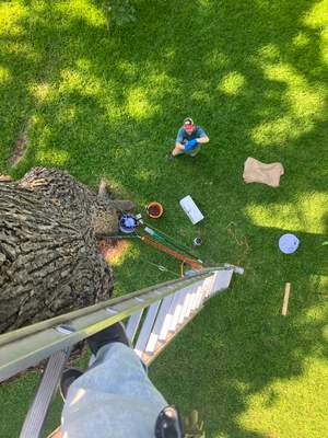 Canopy-less Tree