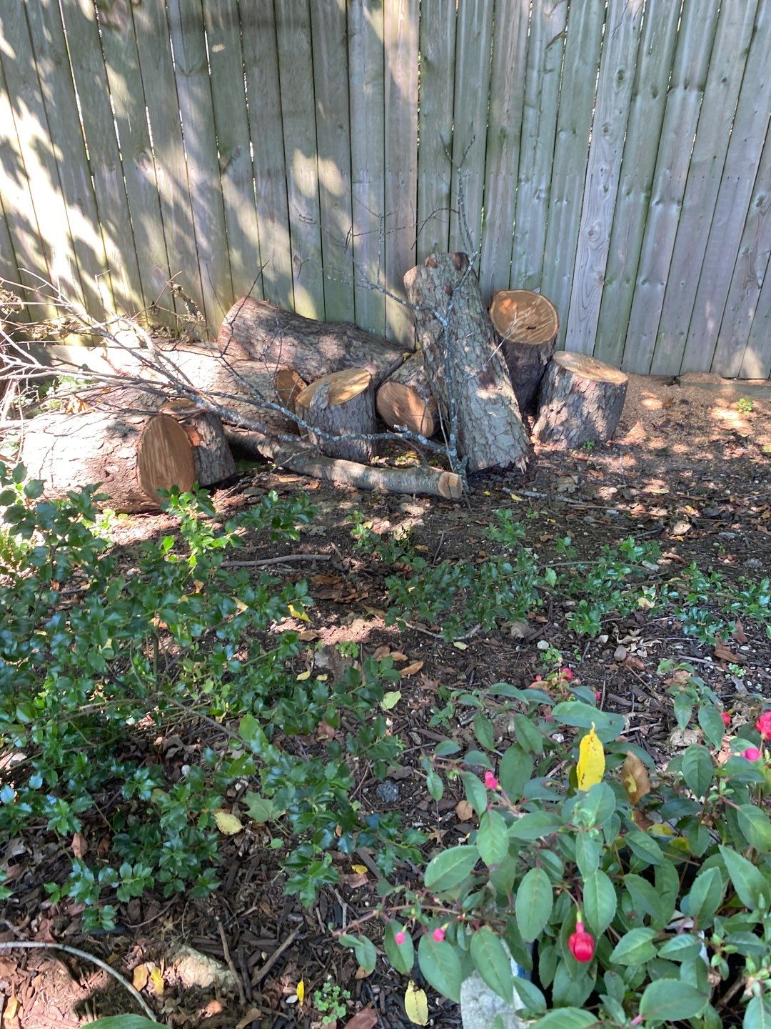 Storm Damaged Tree Removal  using Tree Removal by Mike Jones & Sons Tree Service LLC 