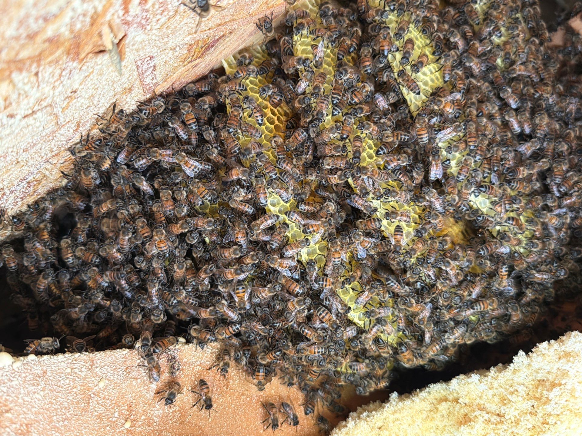 Spineless Cactus Bees by Rockwall Honey Bee Company