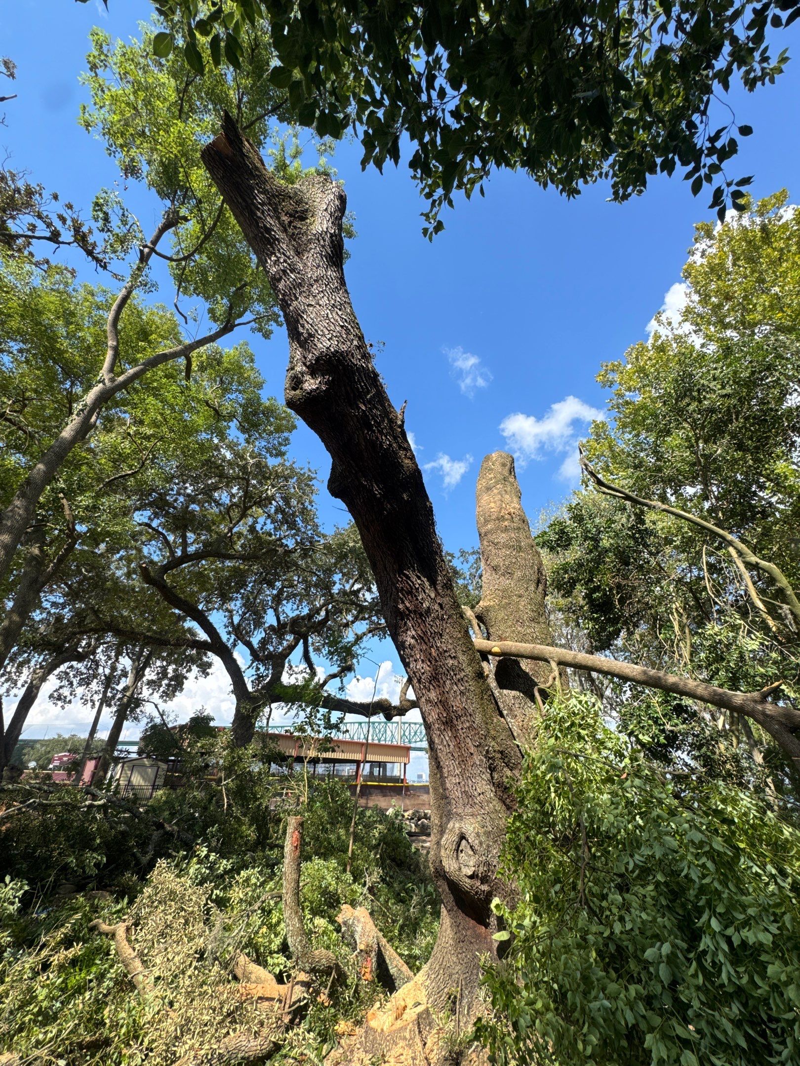 Tree Removal | Episcopal Softball Field by ProGreen Services