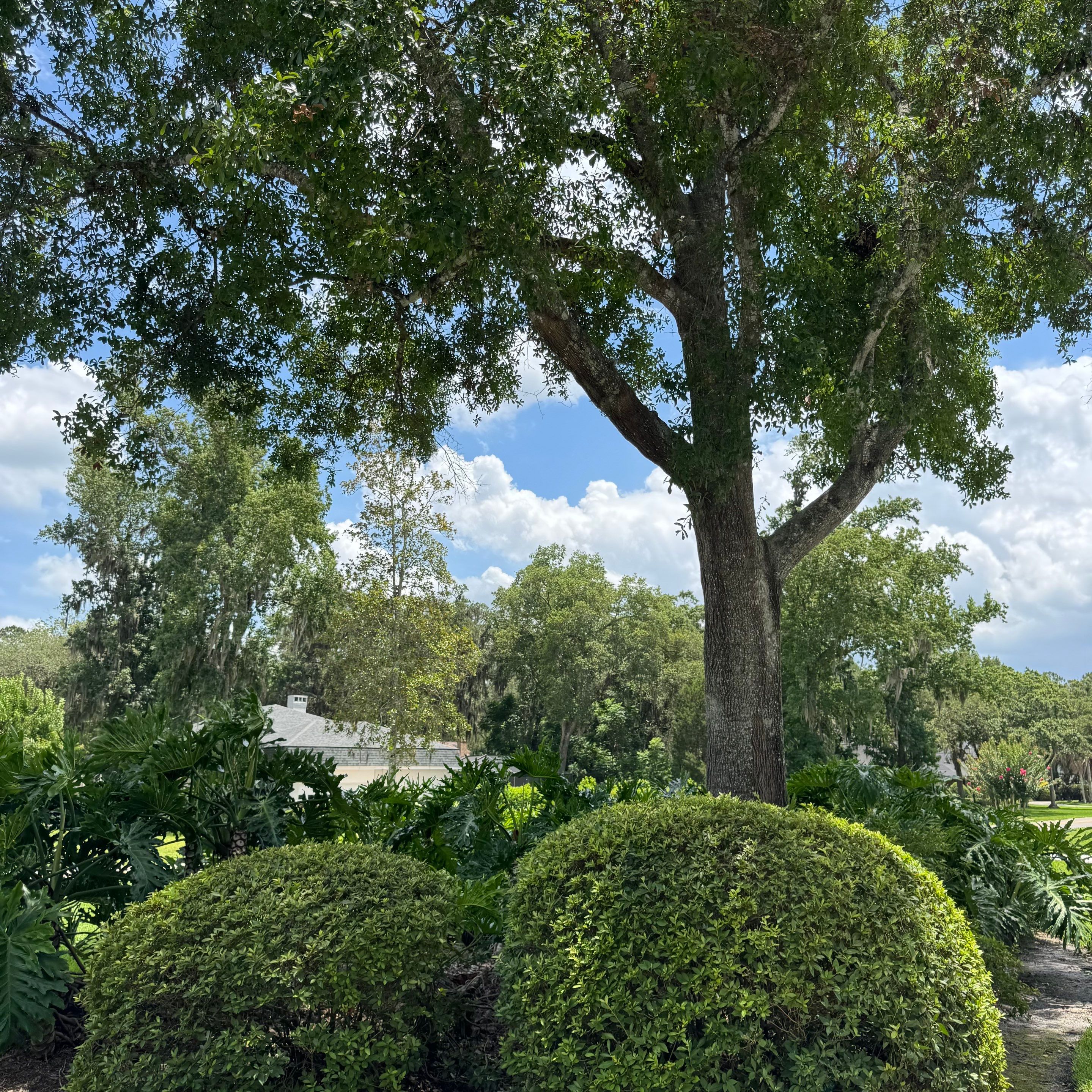 Deerwood Resident | Plant Install & Tree Work by ProGreen Services