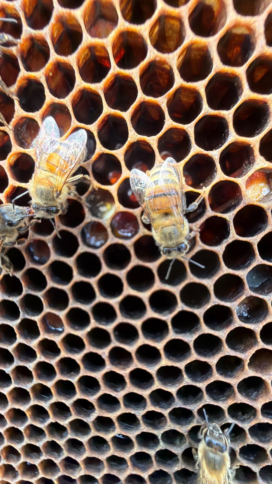 Baseball Diamond Apiary by Rockwall Honey Bee Company