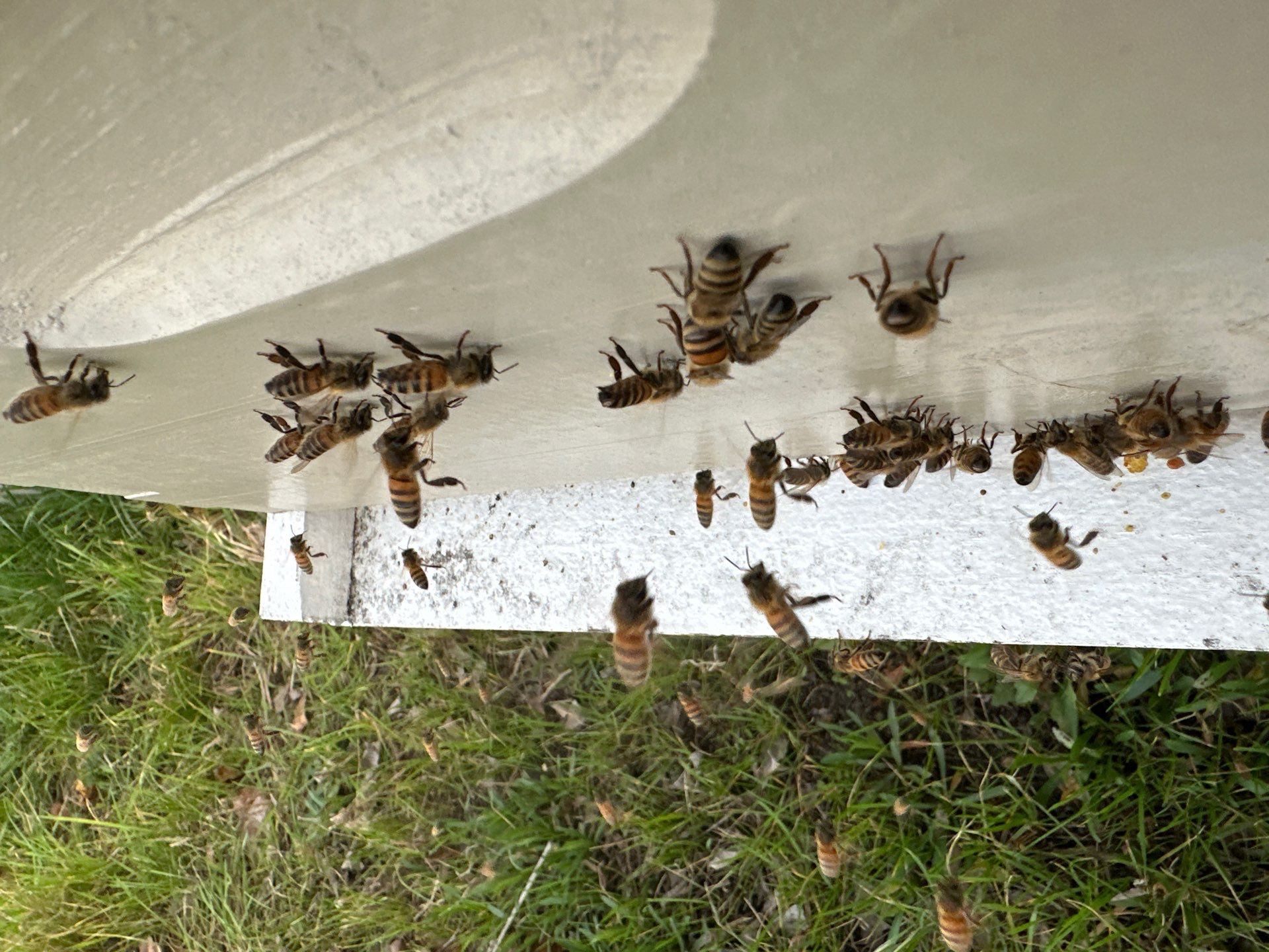 Honey-Maker Apiary in Greenville by Rockwall Honey Bee Company