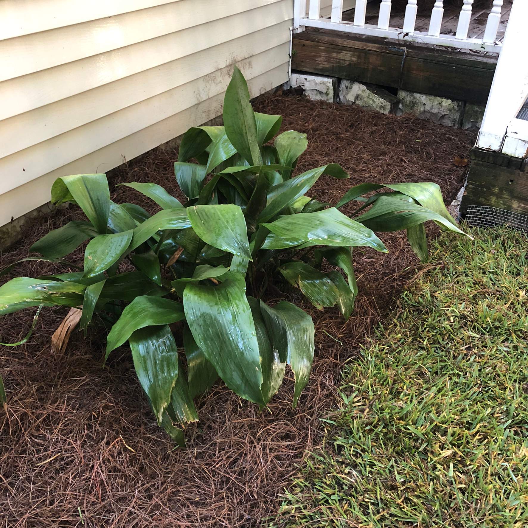 Extreme Clean Up - Landscape Install | Residential by ProGreen Services
