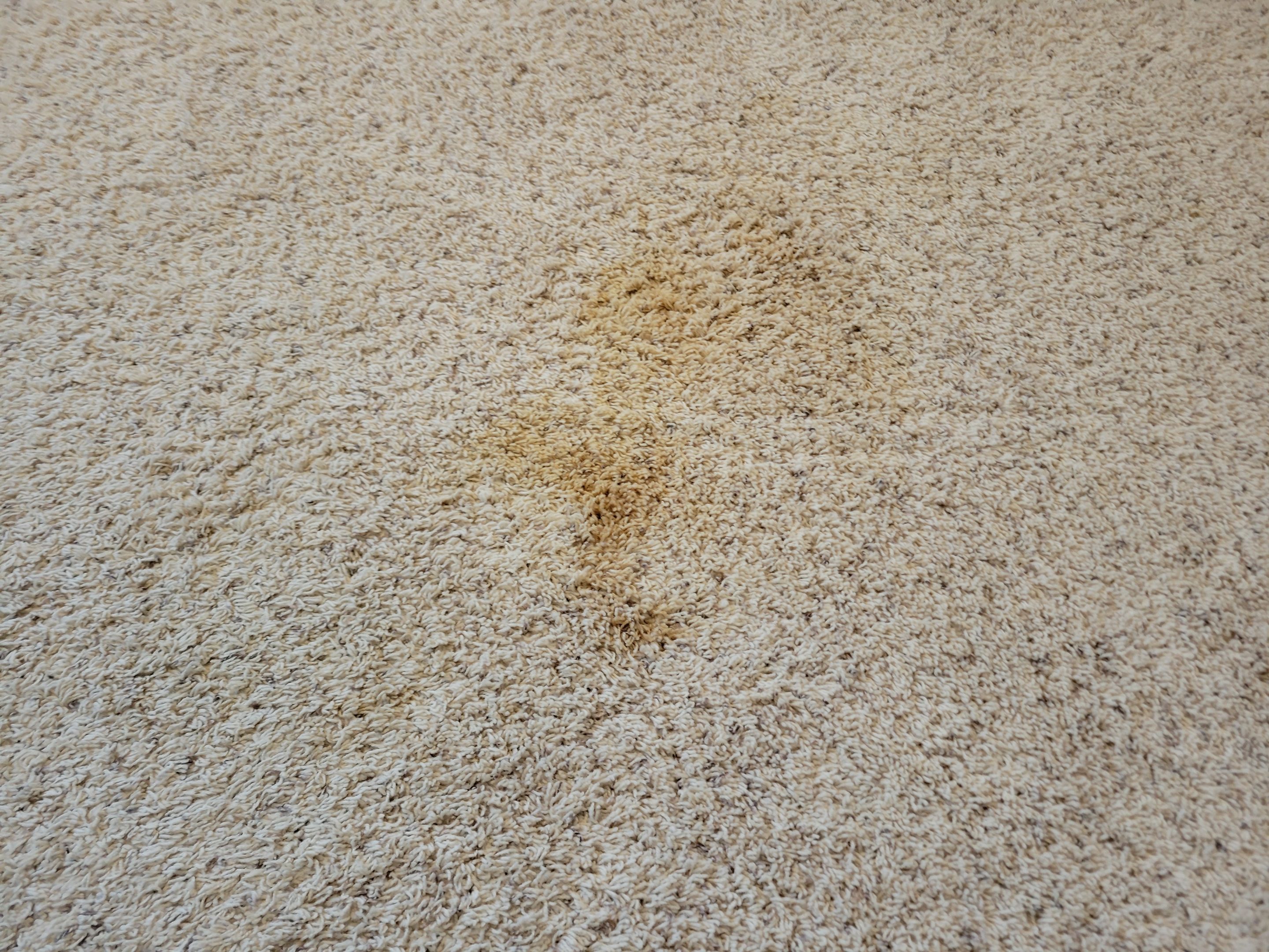 Carpet Re-stretching and Stain Removal by Ardent Carpet Restore LLC