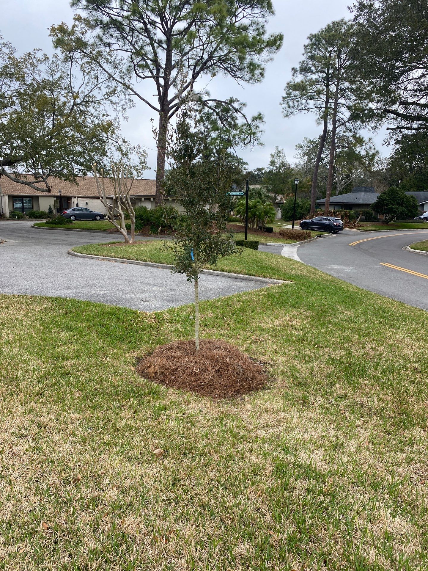 Deerwood Resident | Tree Install by ProGreen Services