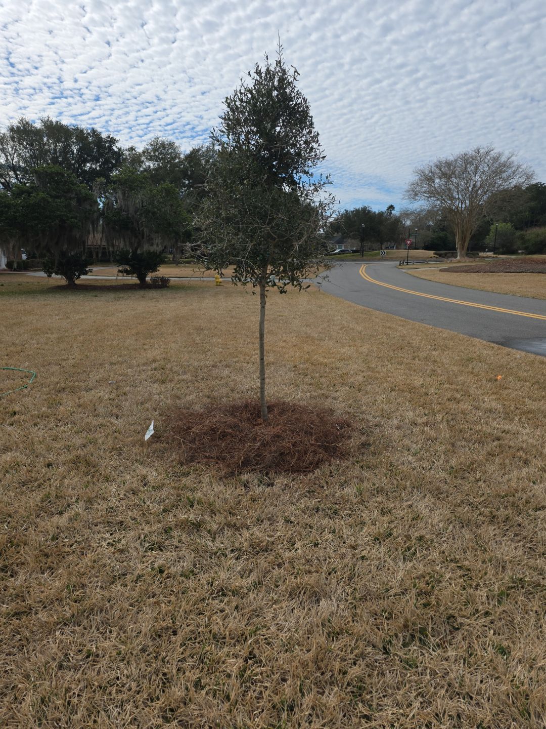 Deerwood Resident | Tree Install by ProGreen Services