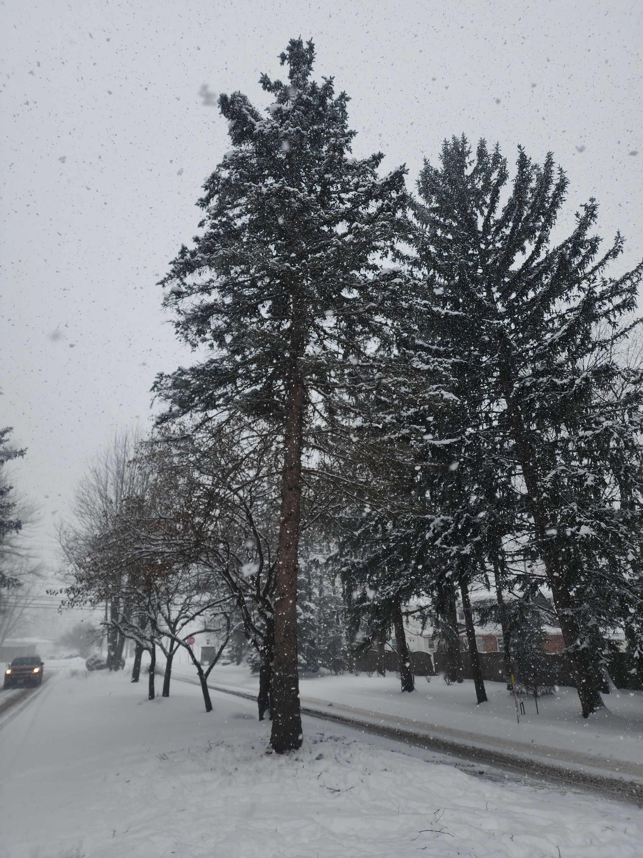 Tree Removal and Pruning by Treeman Tom LLC