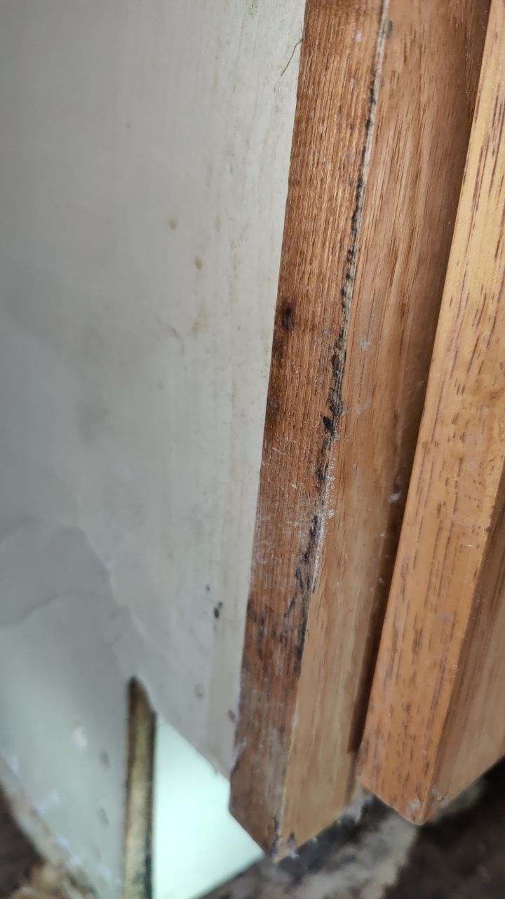 Mold Damage by Accountable Home Services
