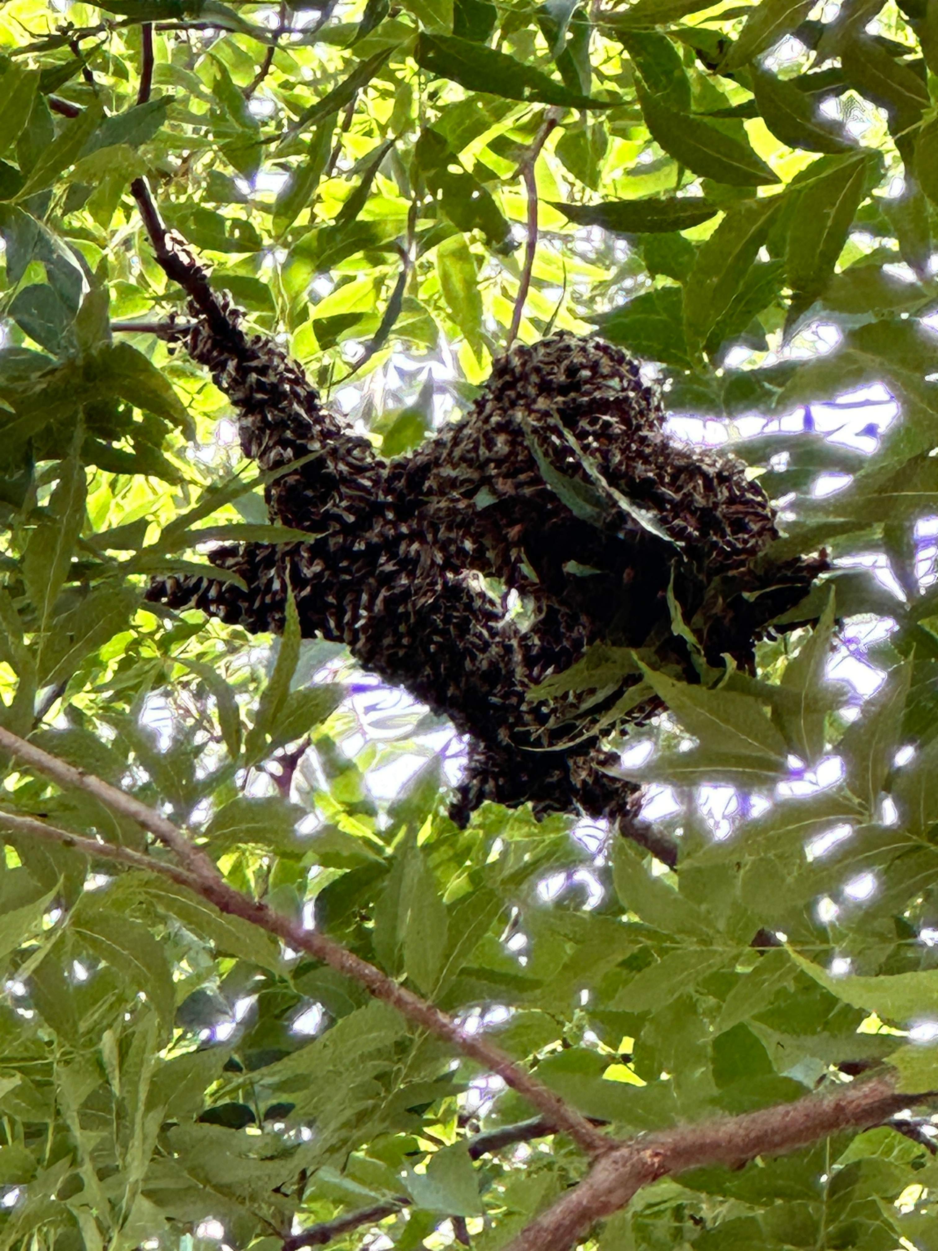 Two More Trees, One More Yard by Rockwall Honey Bee Company