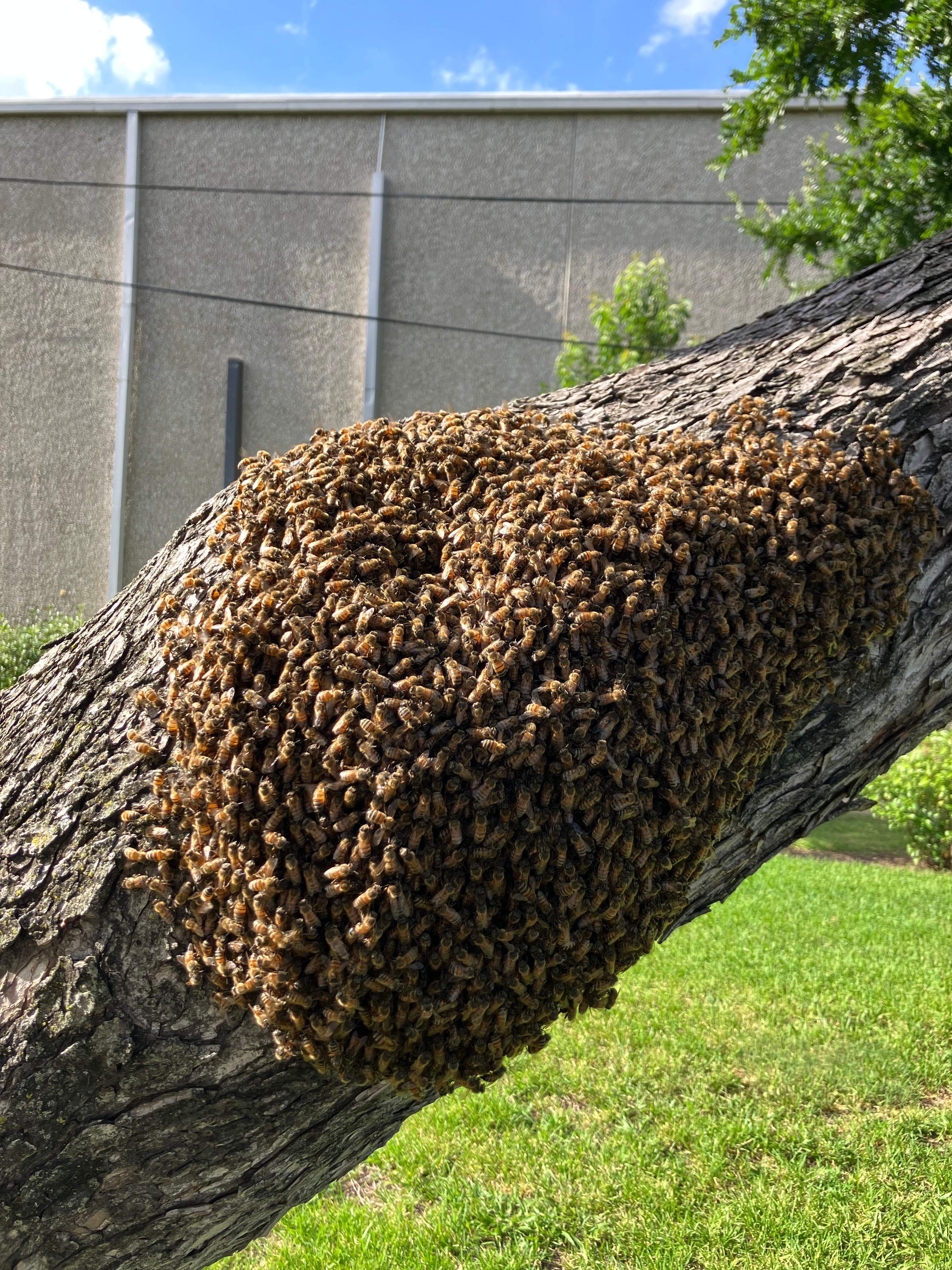 Favorite Tree Job by Rockwall Honey Bee Company
