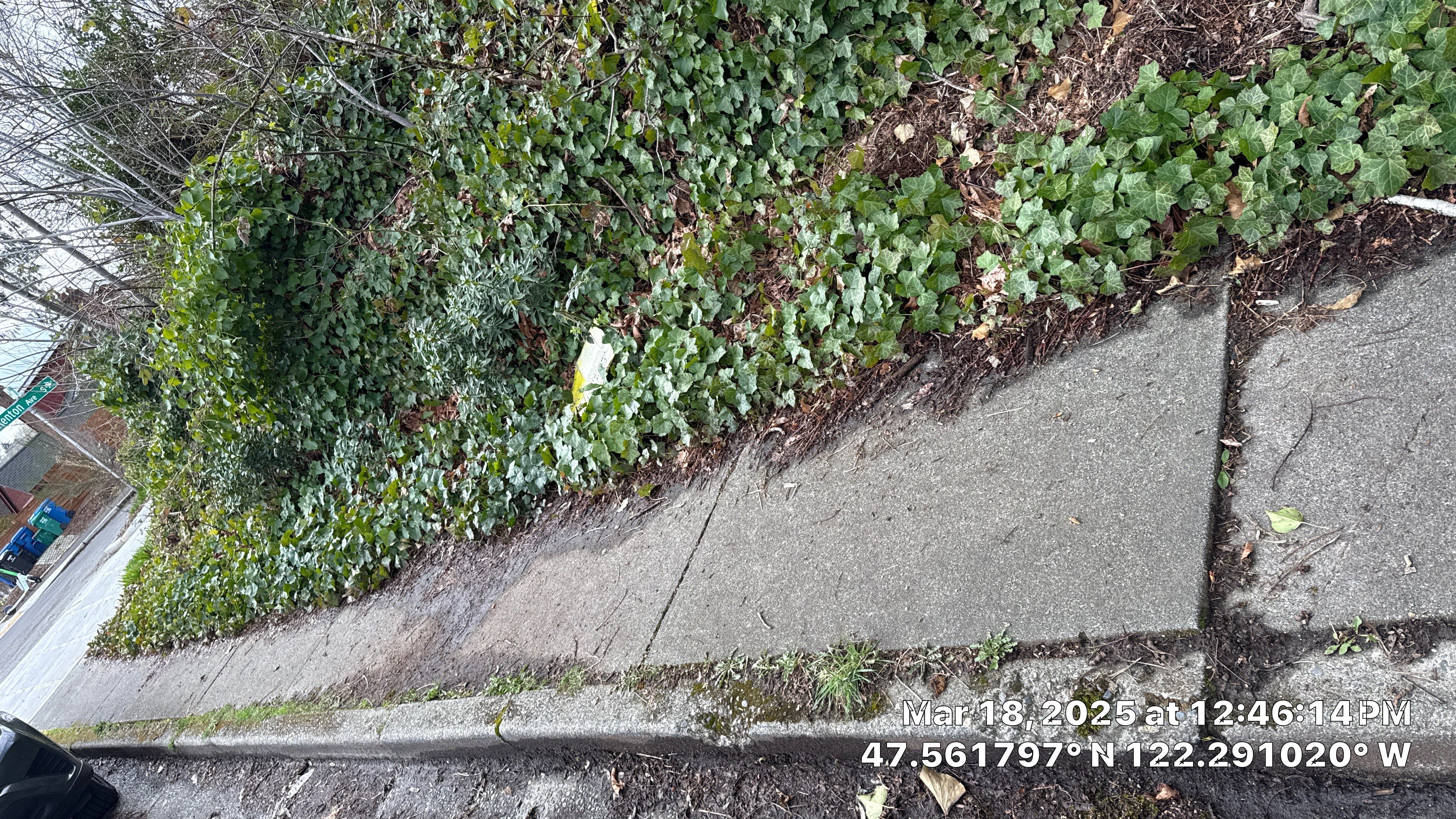 ✅ Seattle Tree Clearance & Invasive Species Removal by Sound Tree Care LLC