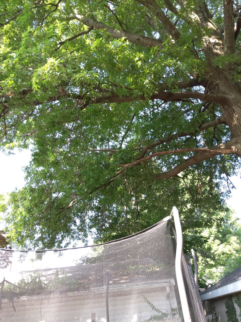 Tree Trimming using Tree Pruing by Mike Jones & Sons Tree Service LLC 