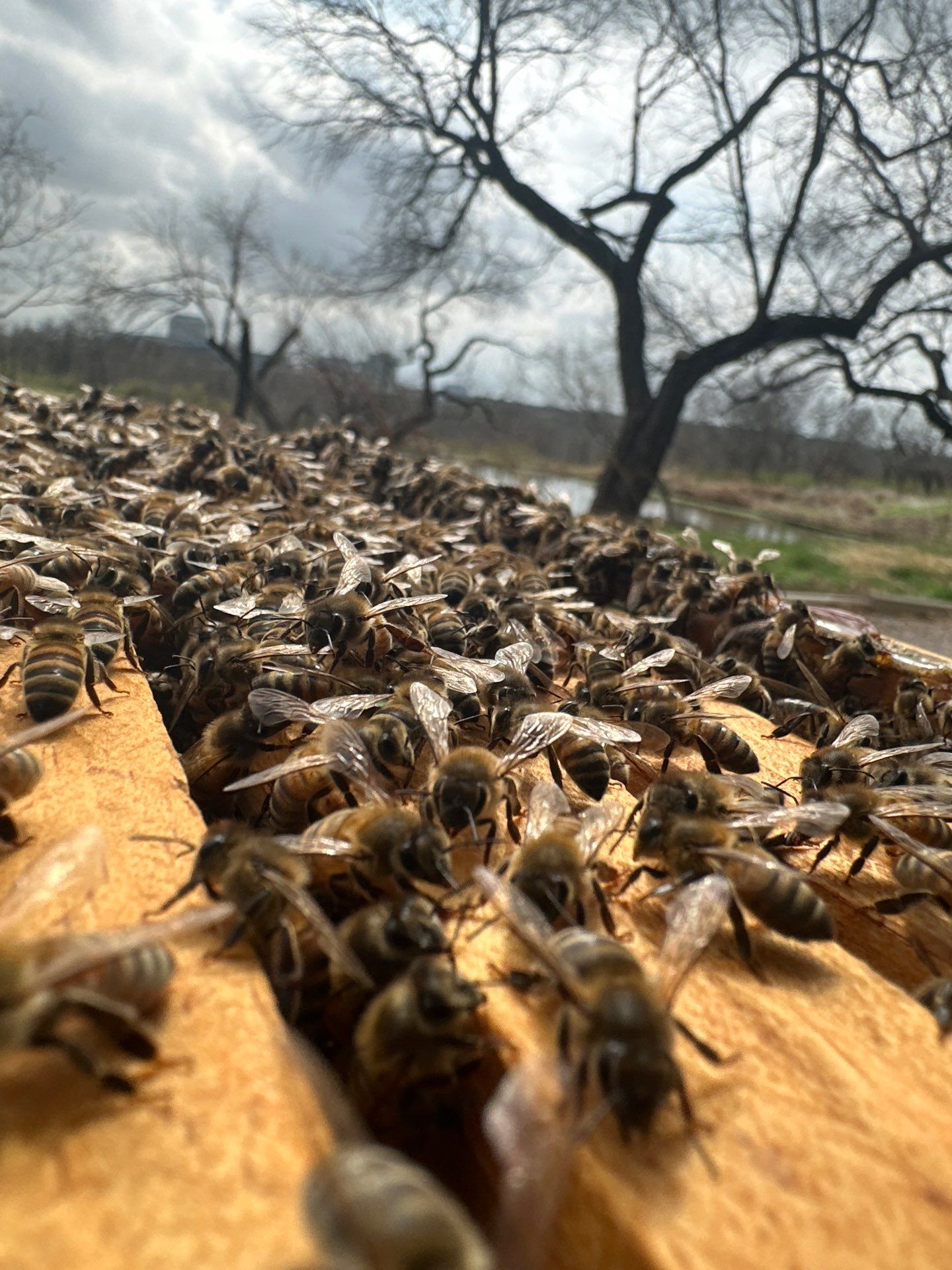 Offices in Irving with Bountiful Honey Bees by Rockwall Honey Bee Company