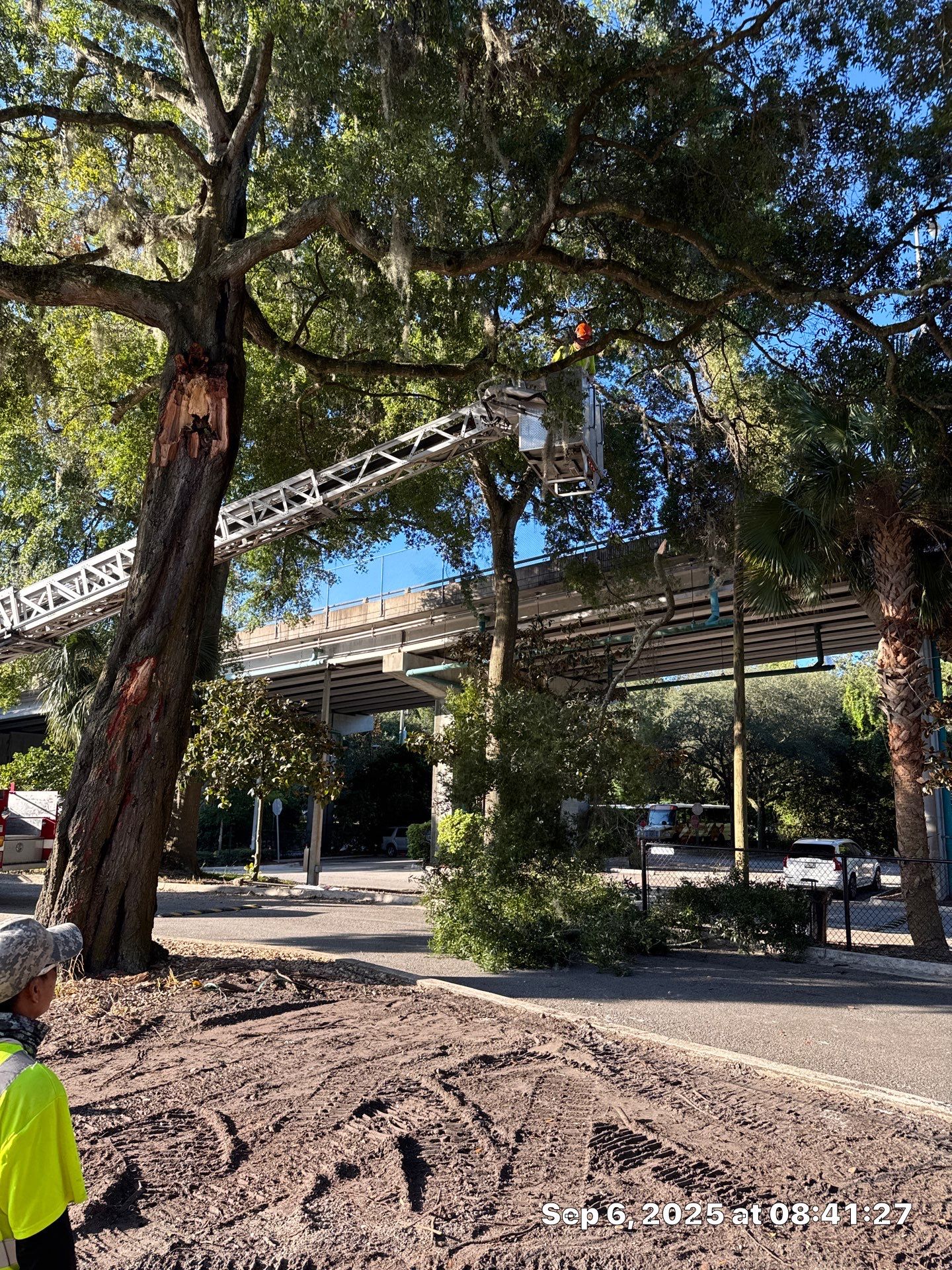 Welcome Center Tree Removal | Episcopal School of Jacksonville by ProGreen Services