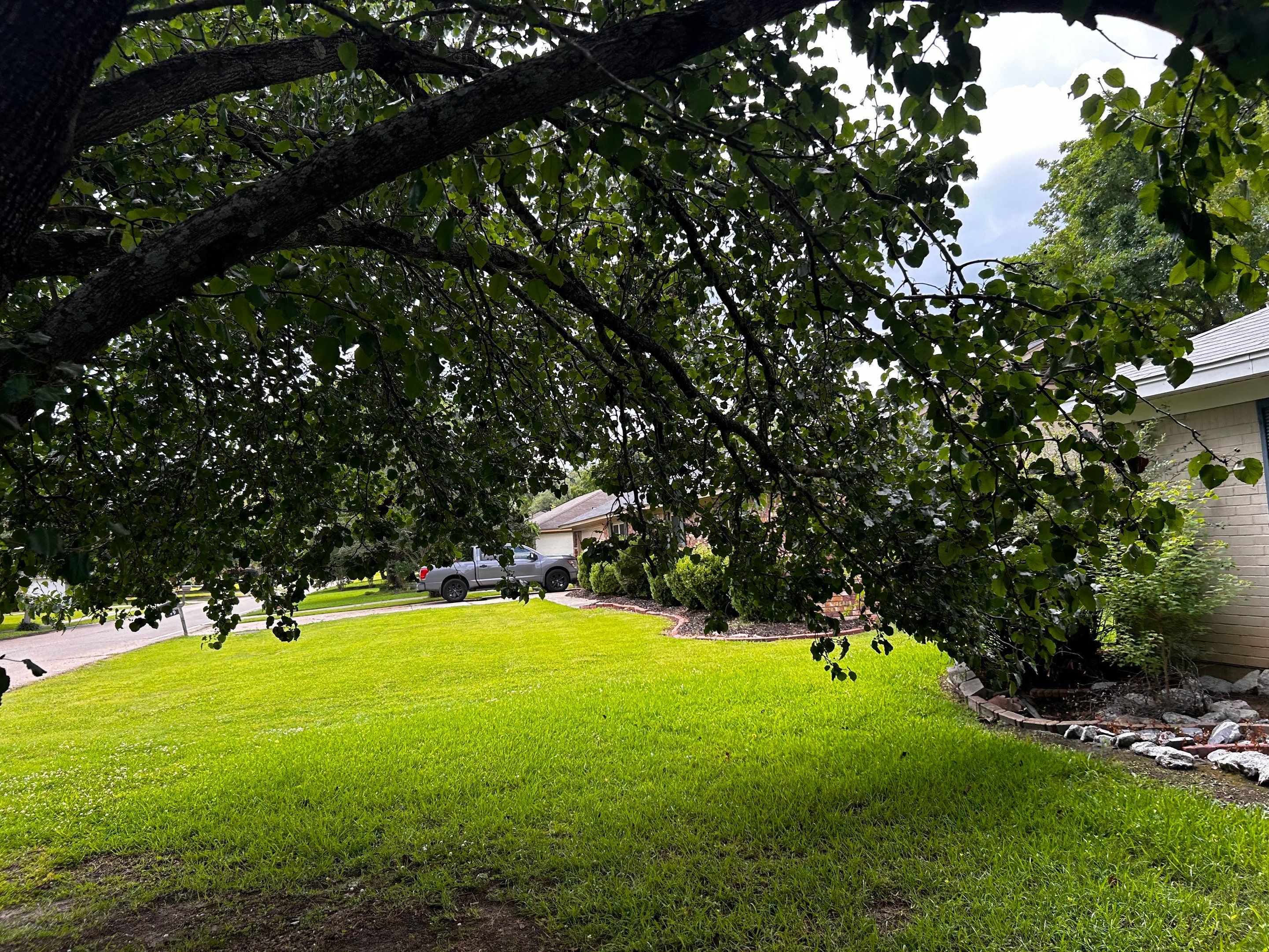 Tree And Hedge Trimming by College Bros Outdoor services