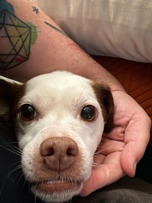 CompanyCamp Onboarding using Dogs