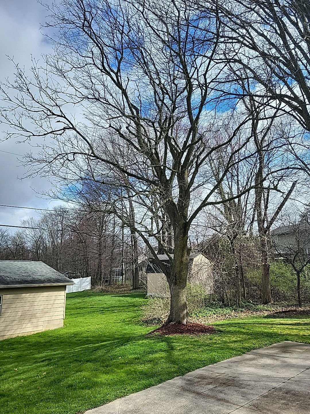 Tree Trimming using Tree Pruing by Mike Jones & Sons Tree Service LLC 