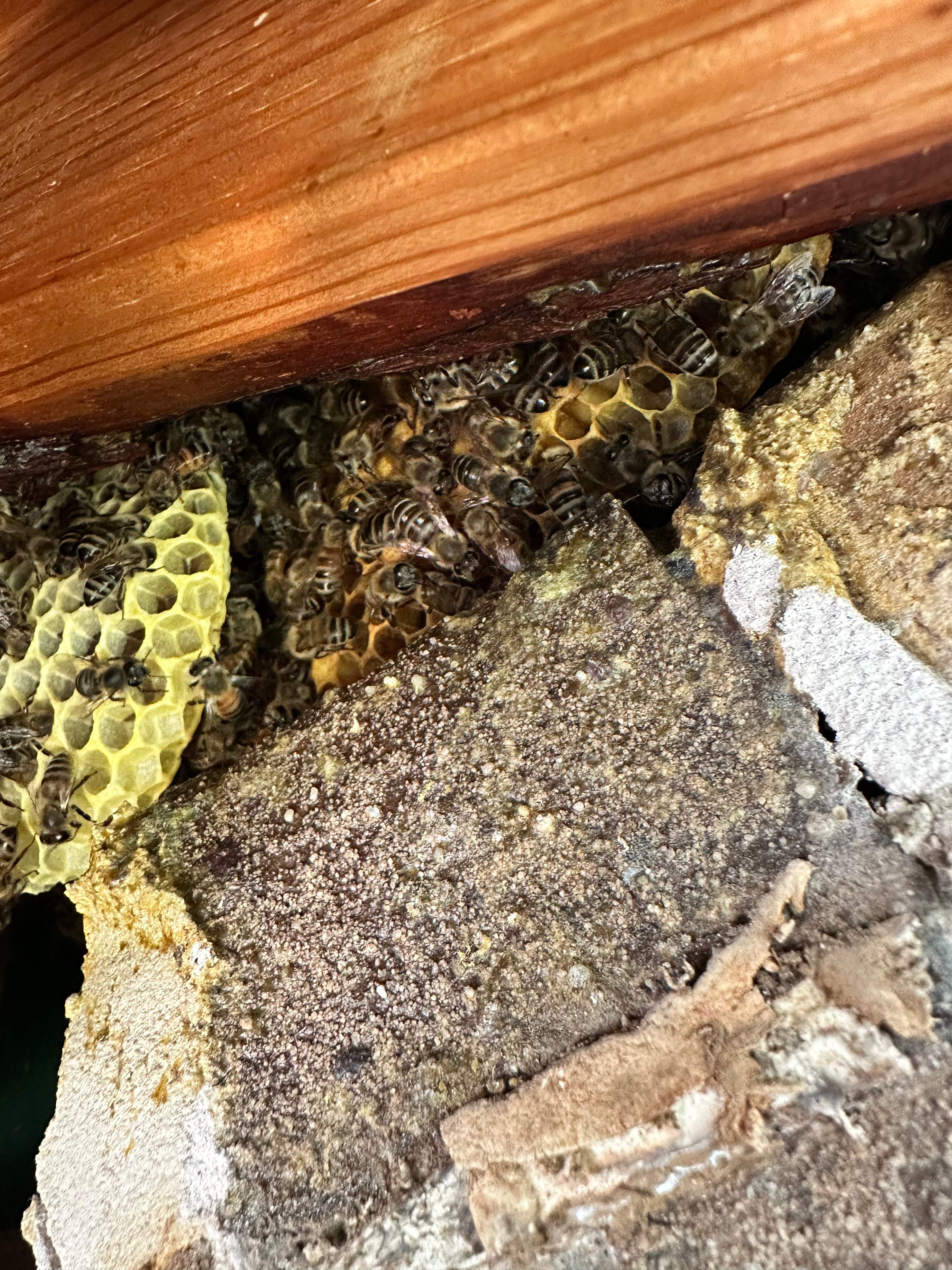 High Bees by Rockwall Honey Bee Company