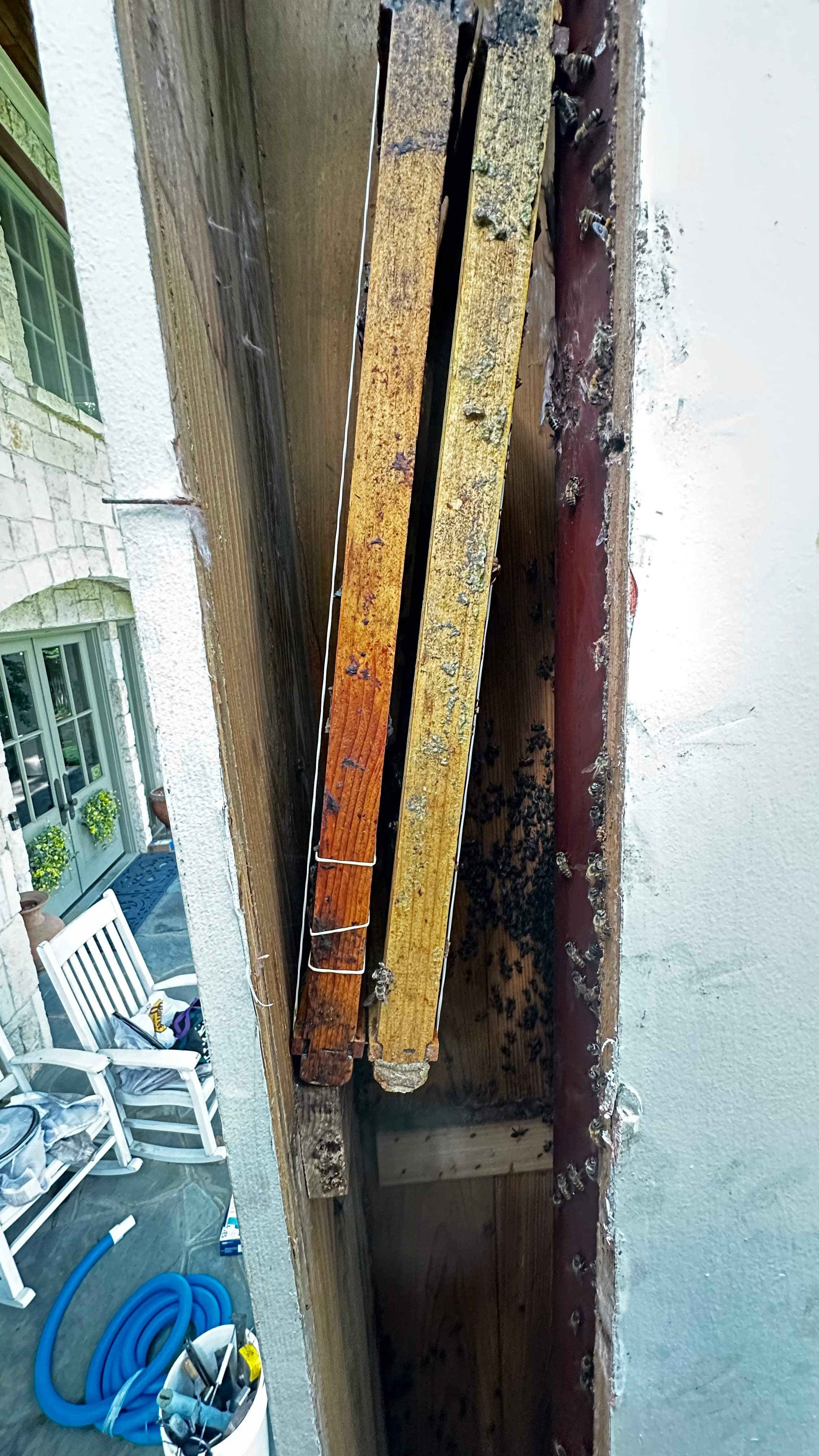 Column Bees by Rockwall Honey Bee Company