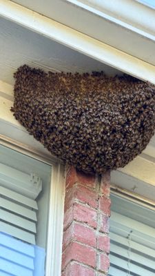 Open Air Colony in Rockwall, TX