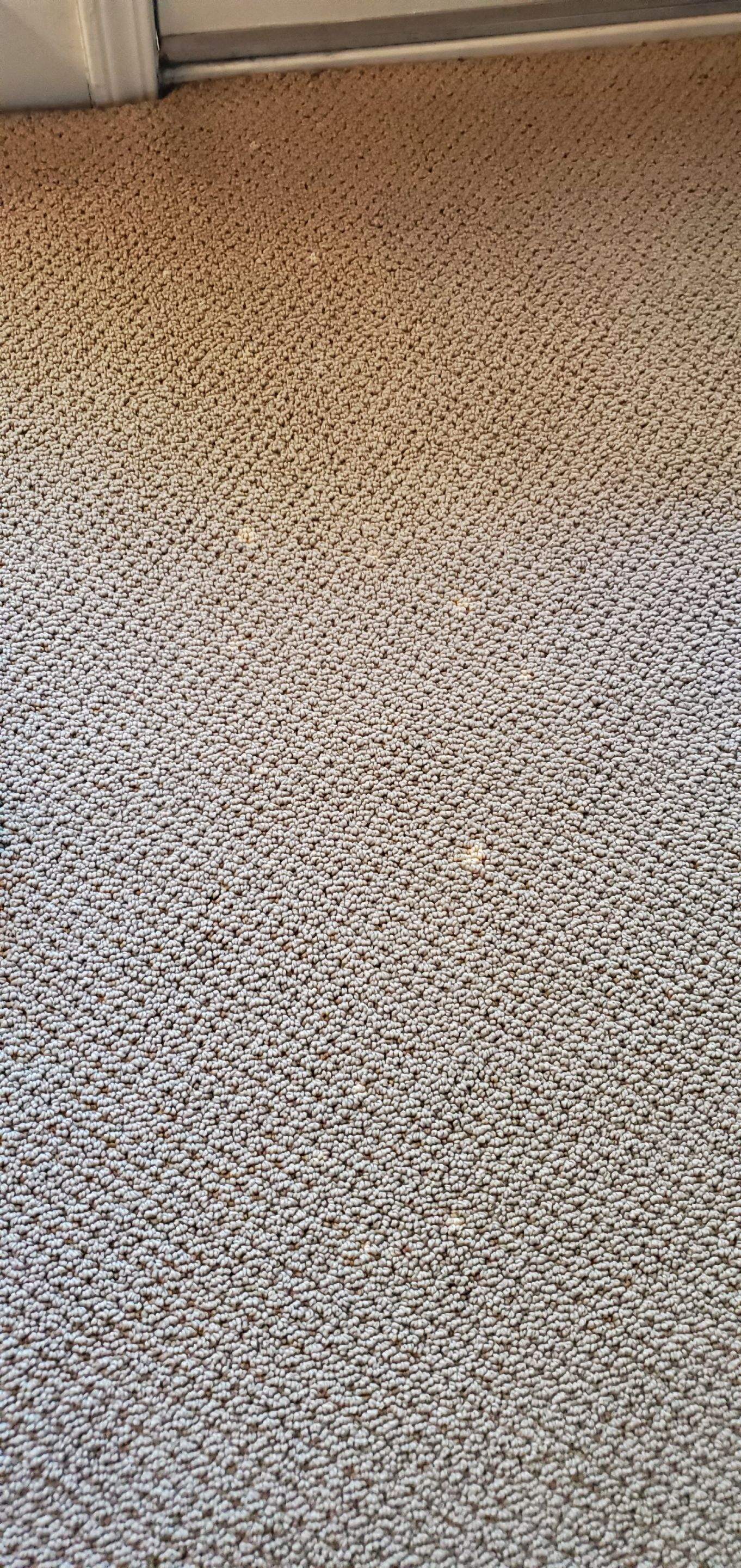 Spot Dyeing Carpet Sprayed by Bleach by Ardent Carpet Restore LLC