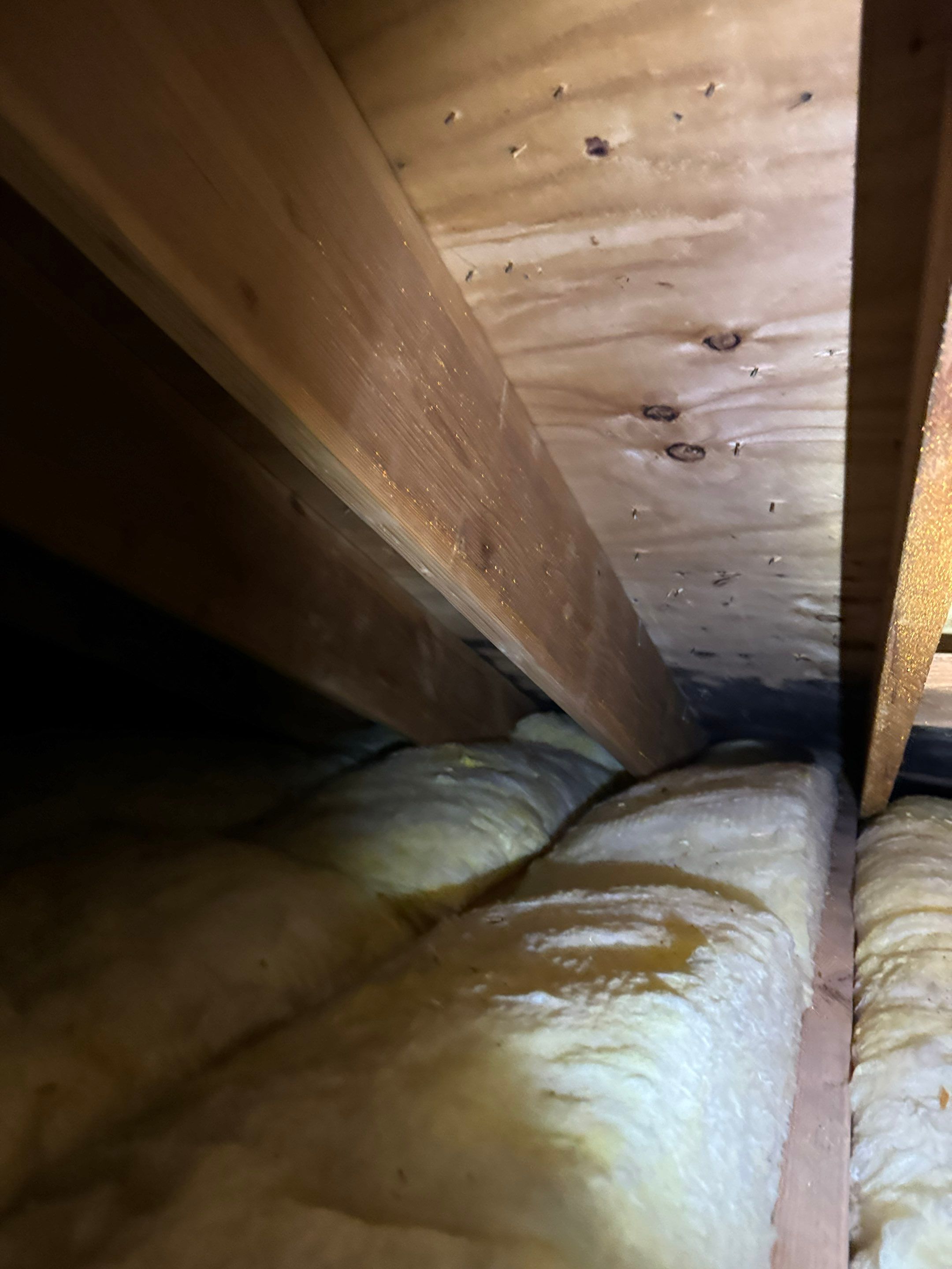 Attic Mold Remediation by Home Guarantee, LLC