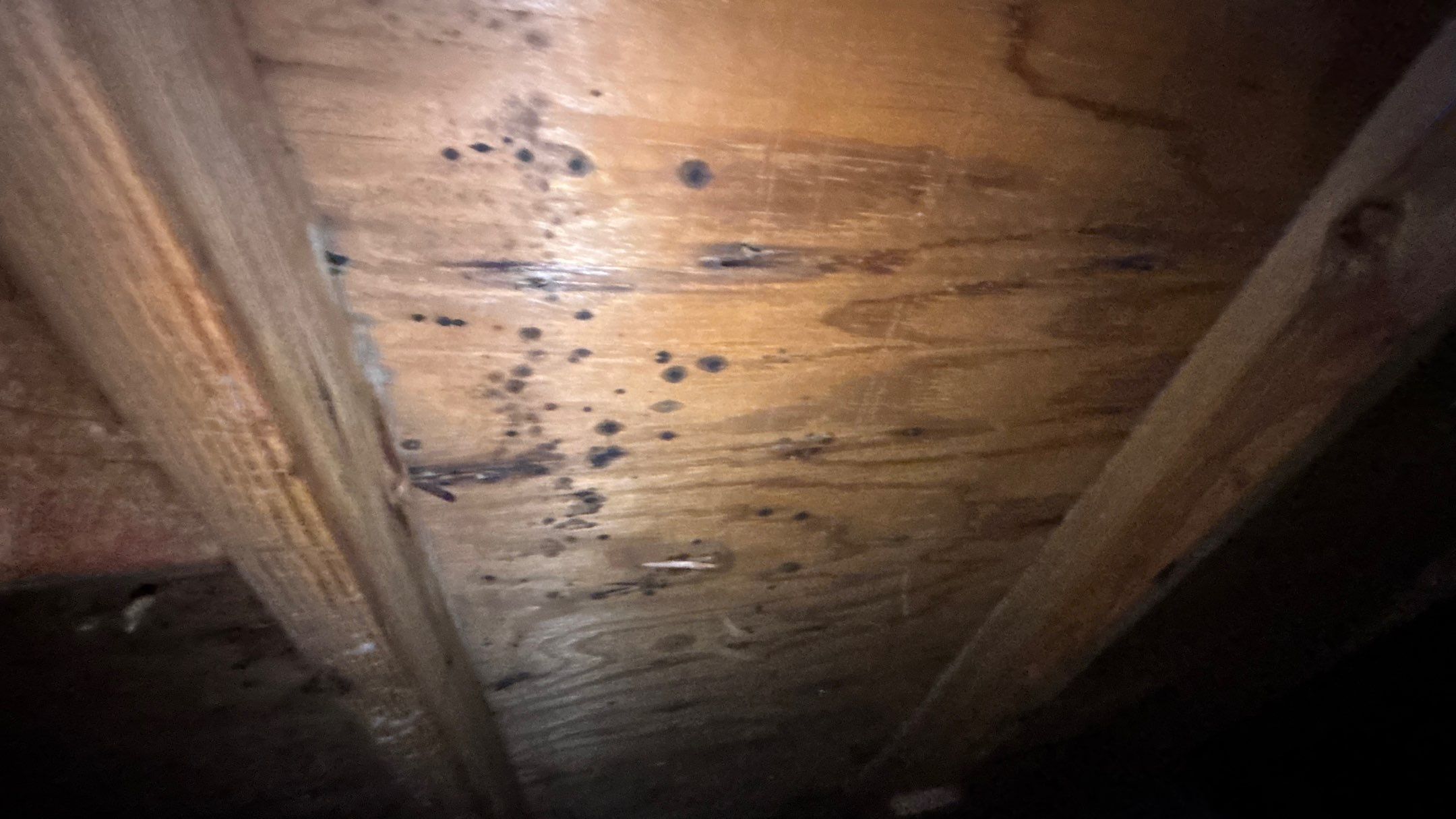 Roof Replacement using Owens Corning Summer Harvest by 180 Contractors