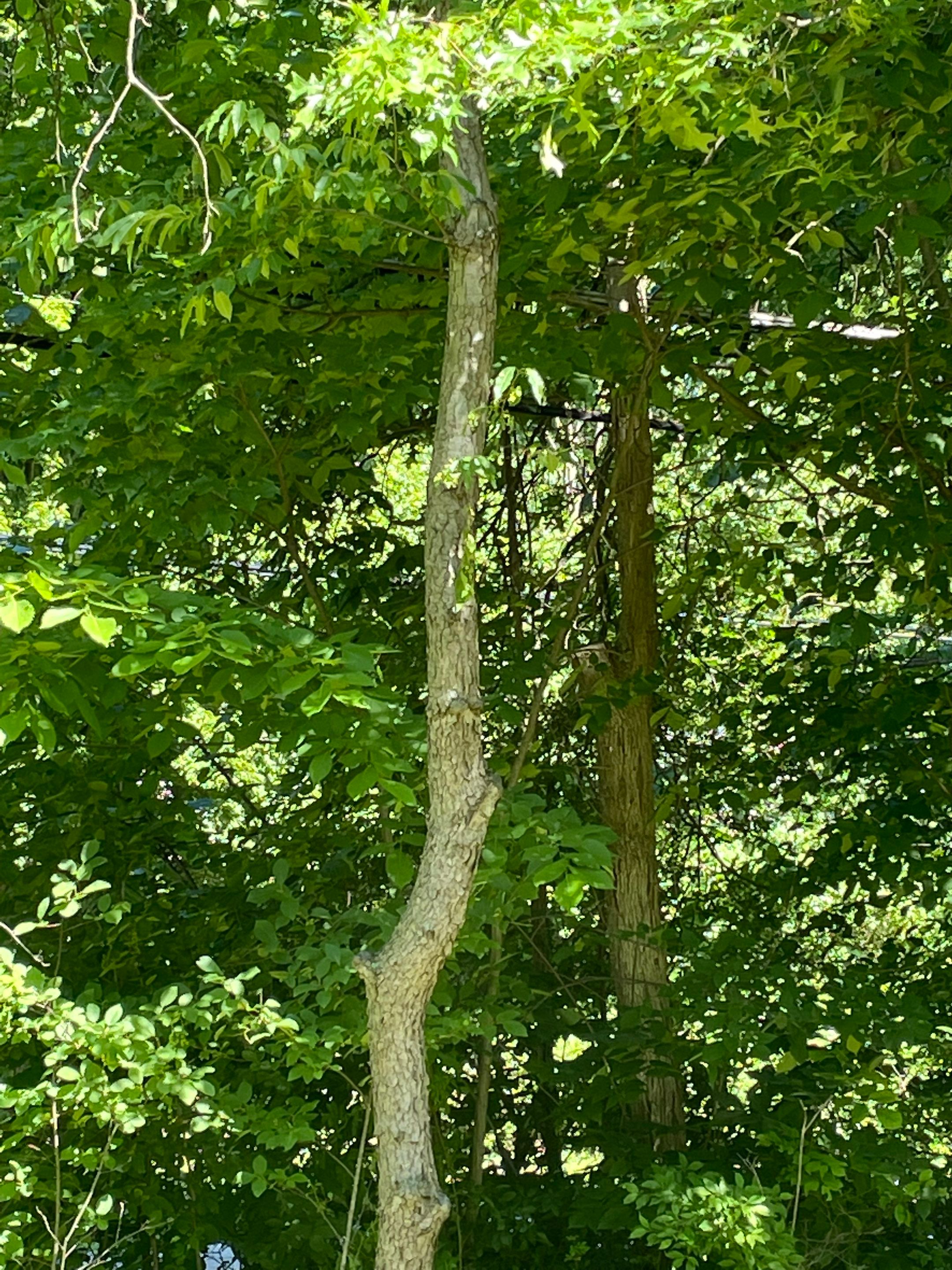 Tree Removal using Tree Removal by Mike Jones & Sons Tree Service LLC 