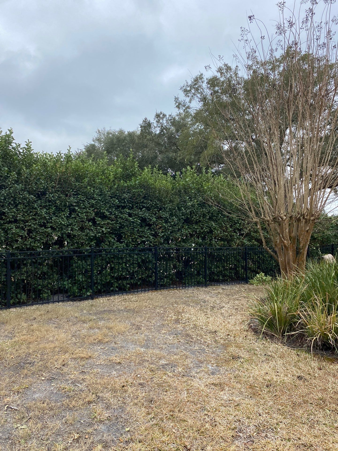 Residential | Hedge Trimming by ProGreen Services