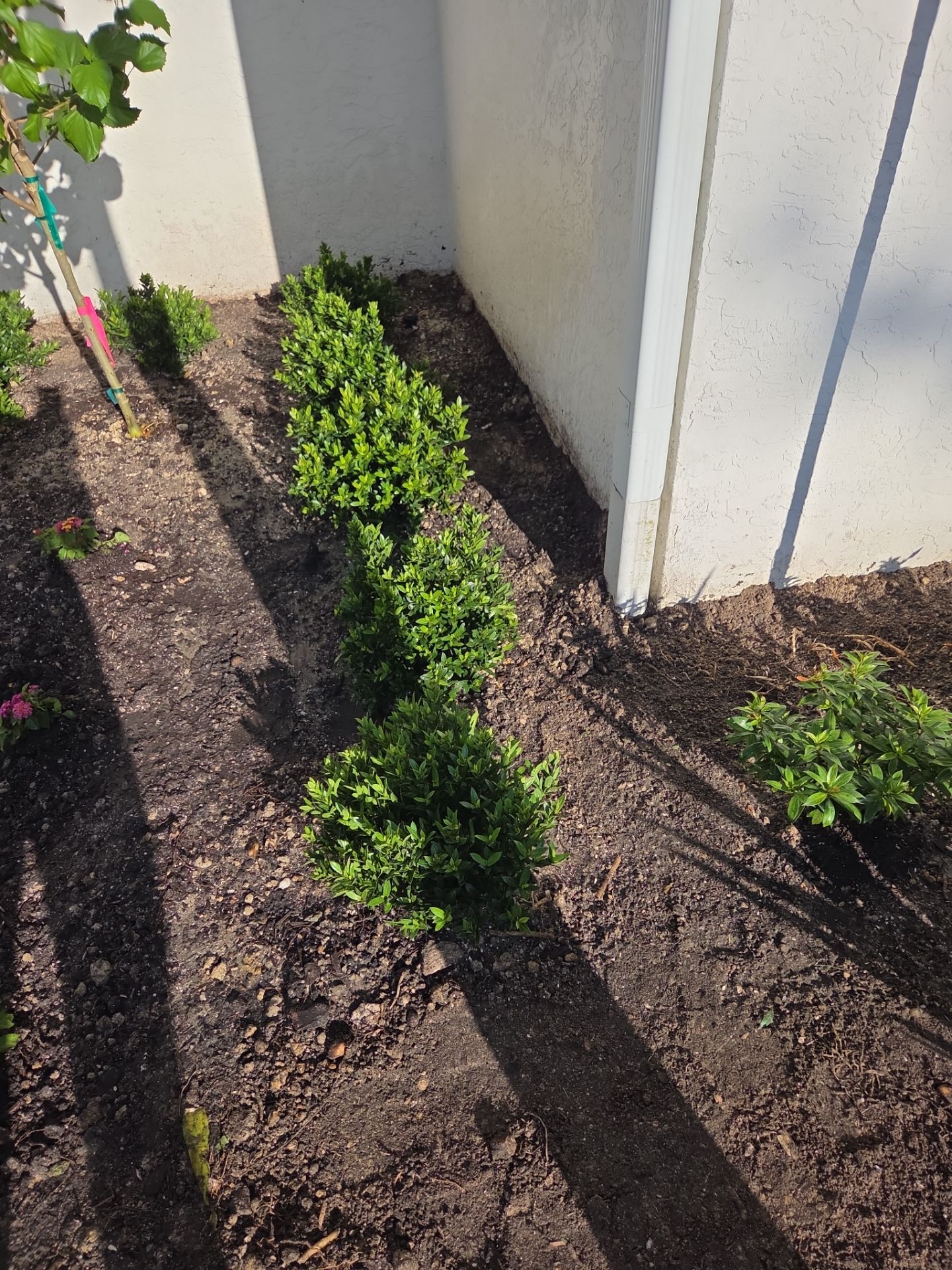 🌴 Landscape Removal and Install in Palm City by Alpha Zeta Enterprises Inc