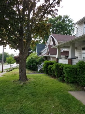 Tree Trimming using Tree Pruing