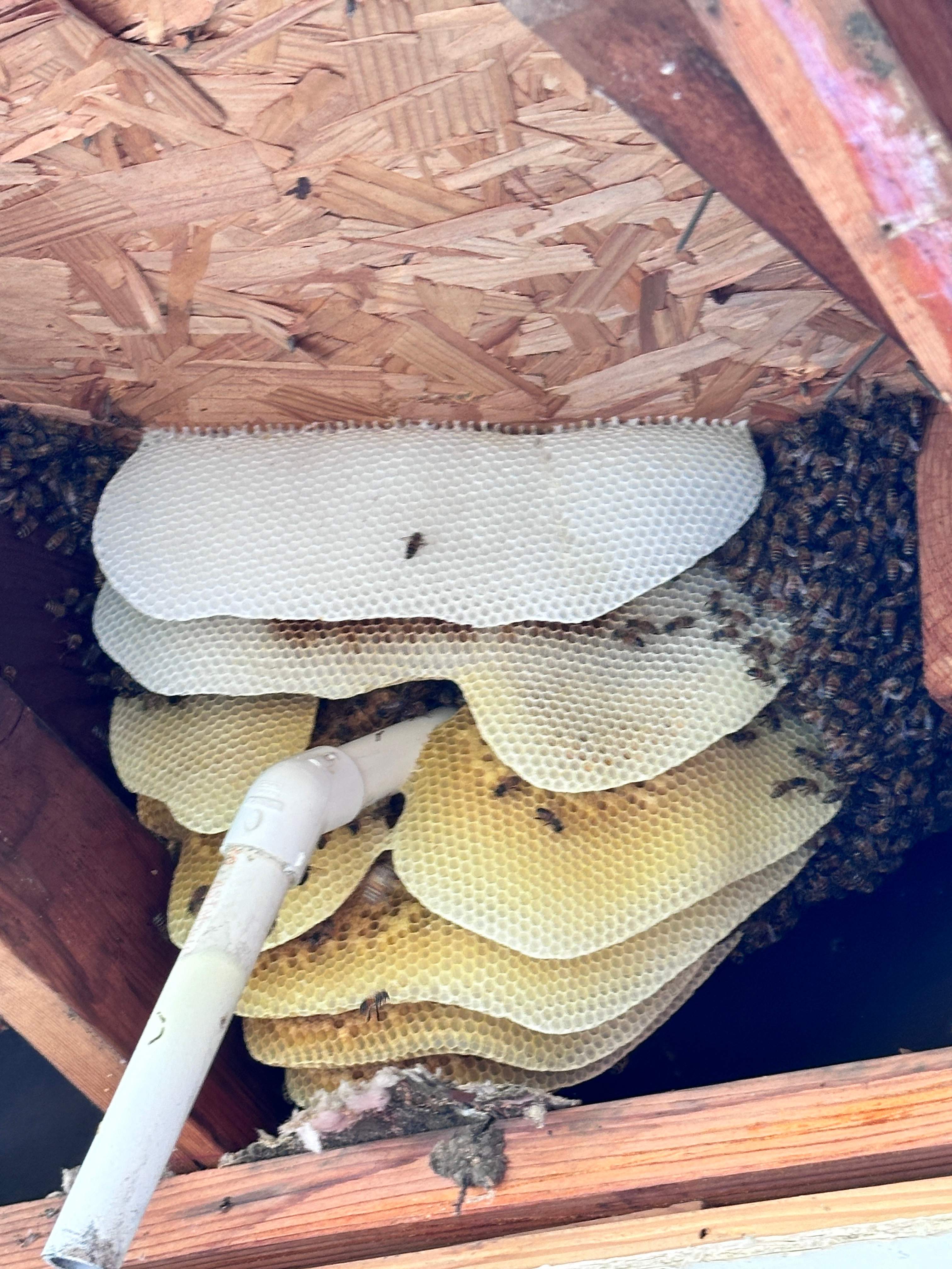 Show-and-Tell by Rockwall Honey Bee Company