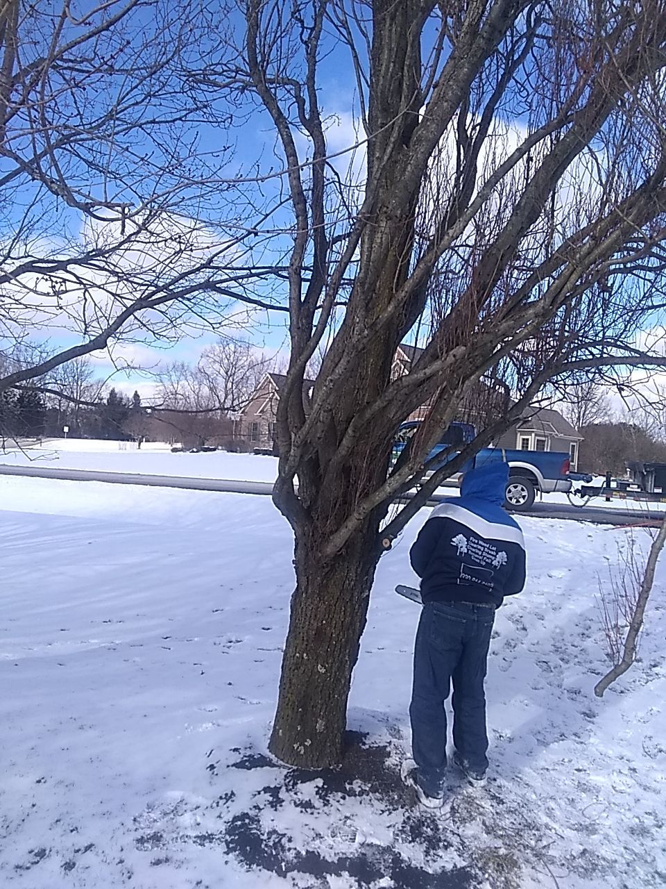 Tree Trimming using Tree Pruing by Mike Jones & Sons Tree Service LLC 