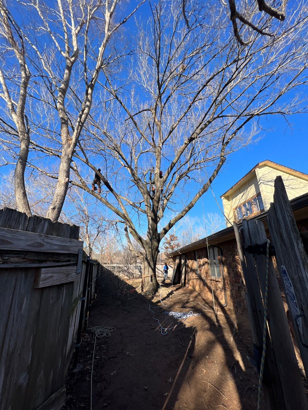 Large Oak Removal by Clays Services Inc