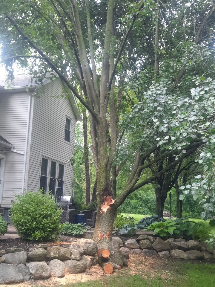 Tree Removal using Tree Removal by Mike Jones & Sons Tree Service LLC 