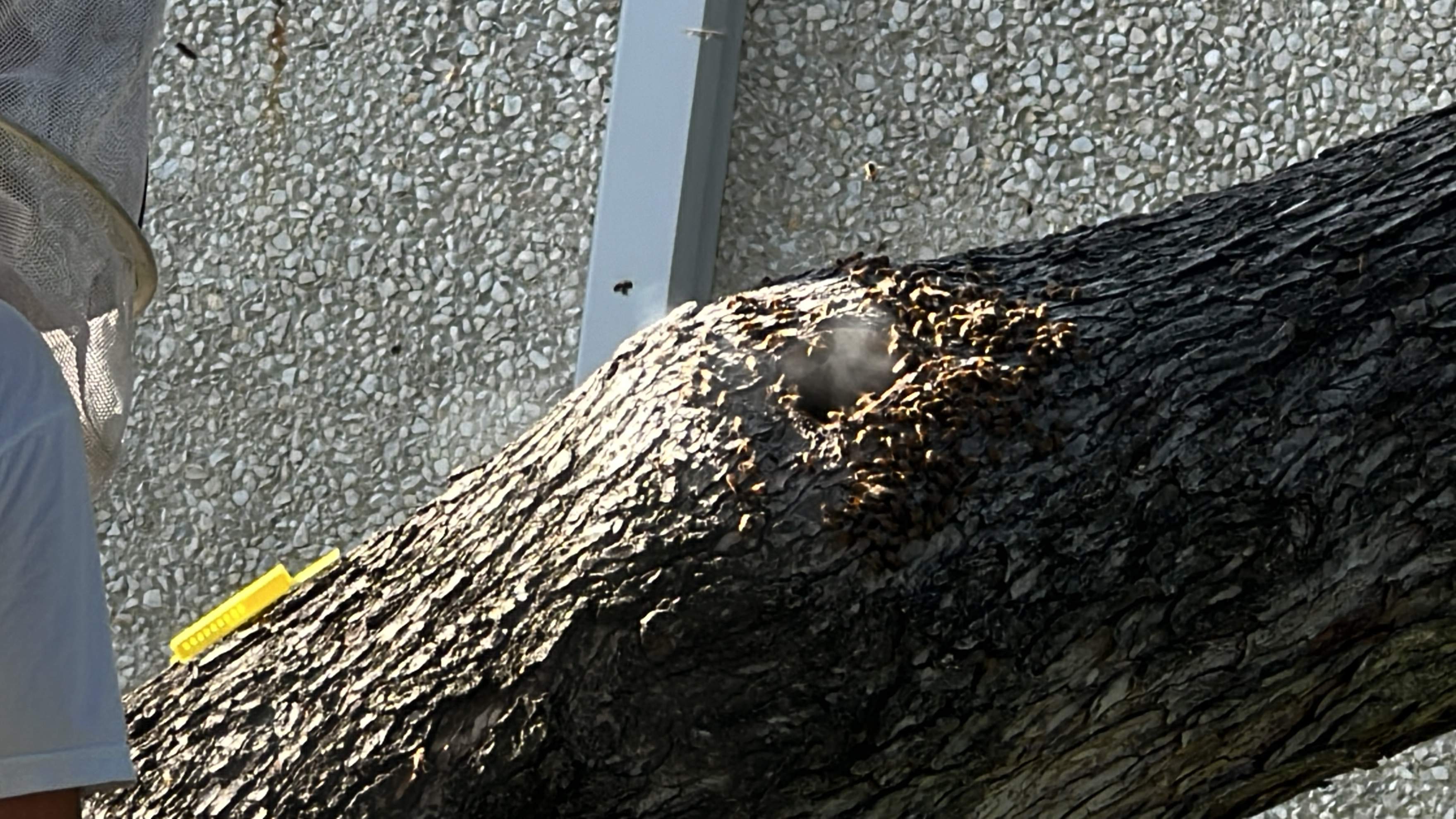 Favorite Tree Job by Rockwall Honey Bee Company