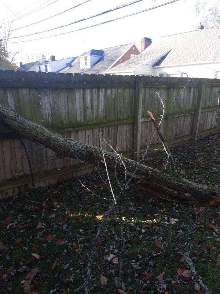 Tree Removal using Tree Removal by Mike Jones & Sons Tree Service LLC 