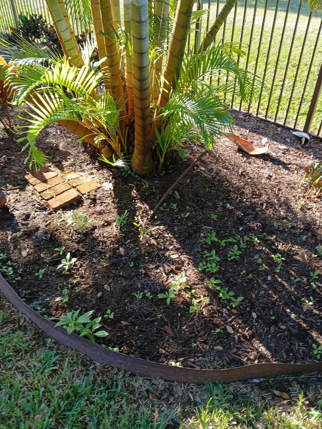 🌿✨ “Snip, Tip & Total Plant Care Bliss” in Palm City ✨🌿 by Alpha Zeta Enterprises Inc