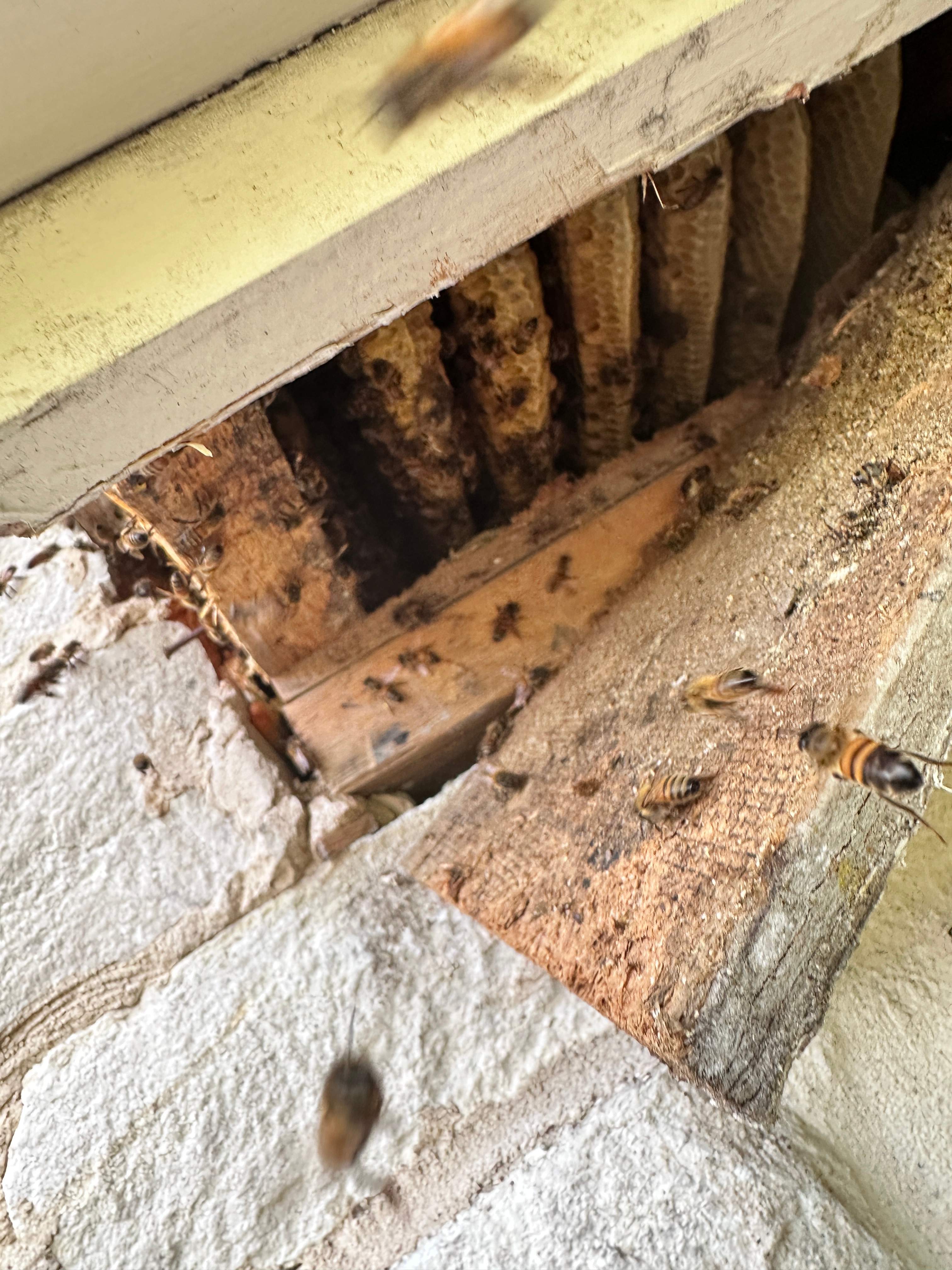 Way, WAY up! by Rockwall Honey Bee Company