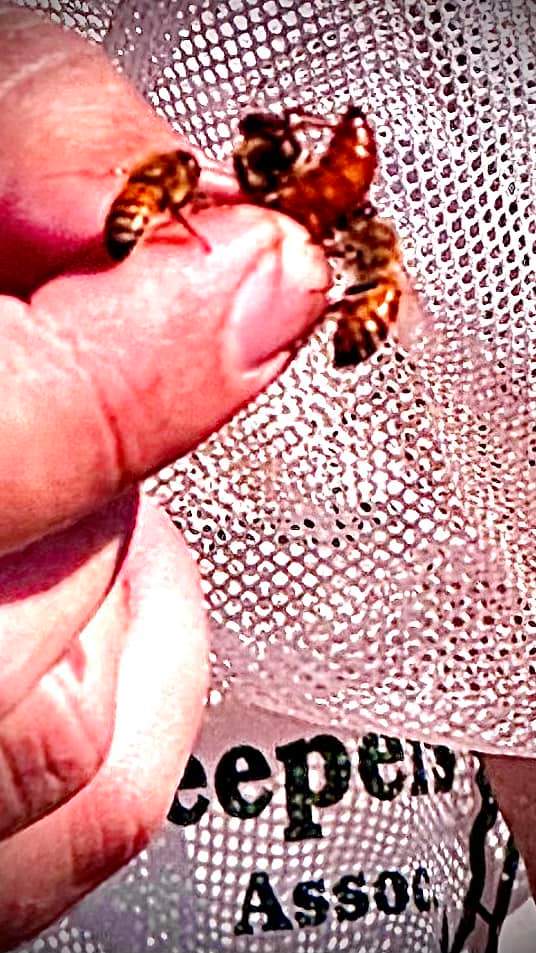 Rockwall Honey Bee Company HQ by Rockwall Honey Bee Company