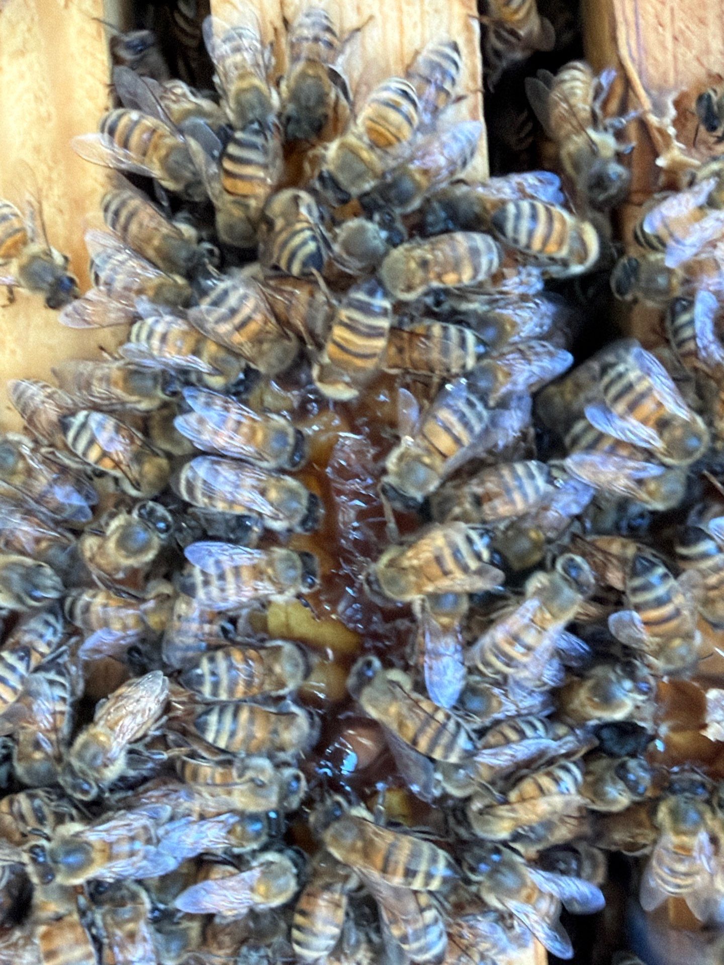 Backyard Survivor Stock by Rockwall Honey Bee Company