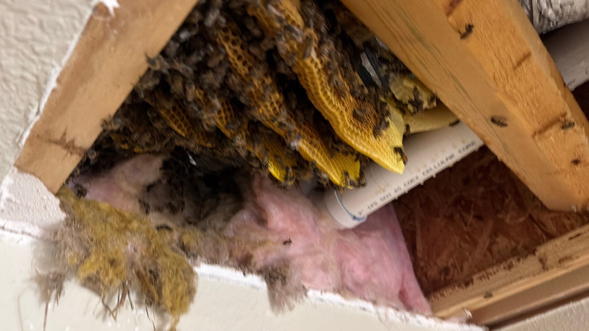 Prosperous Bees by Rockwall Honey Bee Company