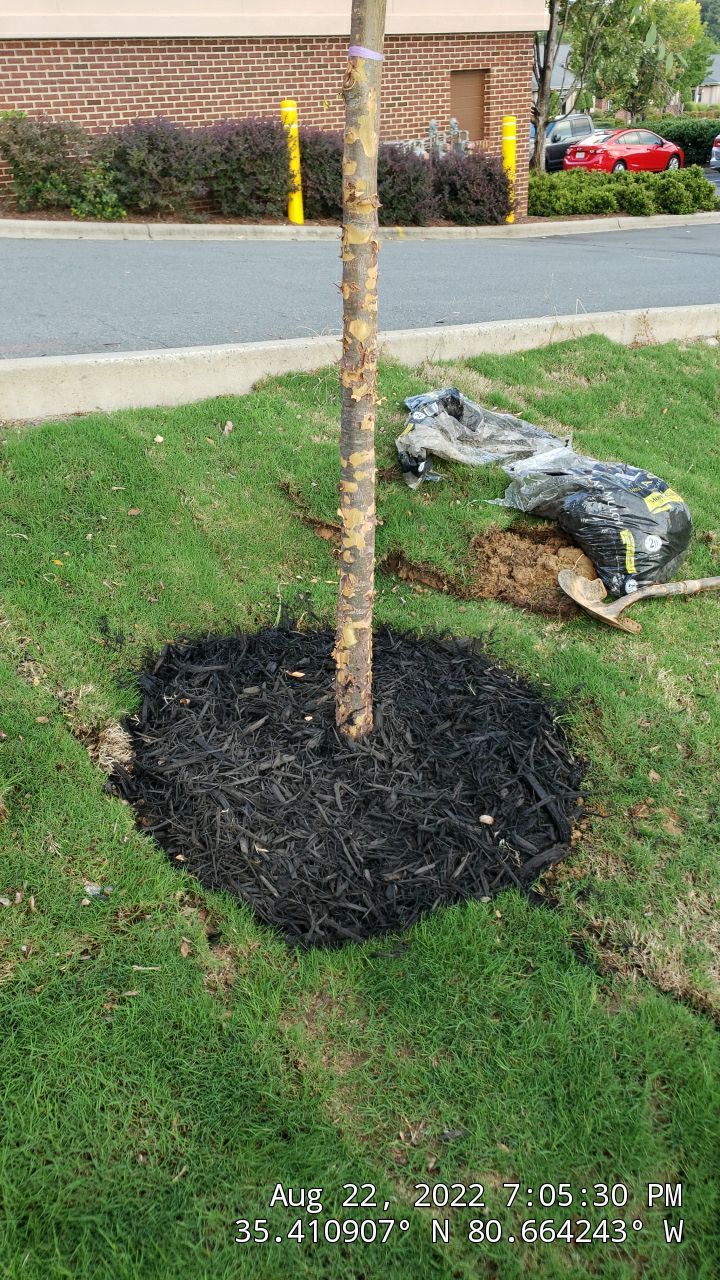 Harris Teeter Fuel Station Project Concord NC - (Commercial) by Carolina-Metro Landscape, Inc