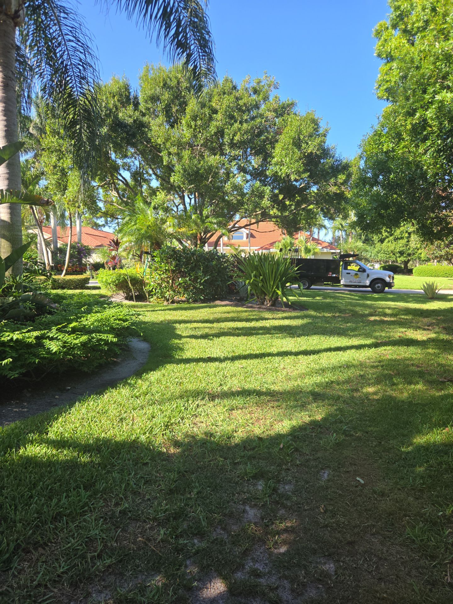 Palm Cove Perfection – Where Every Frond Tells a Story by Alpha Zeta Enterprises Inc