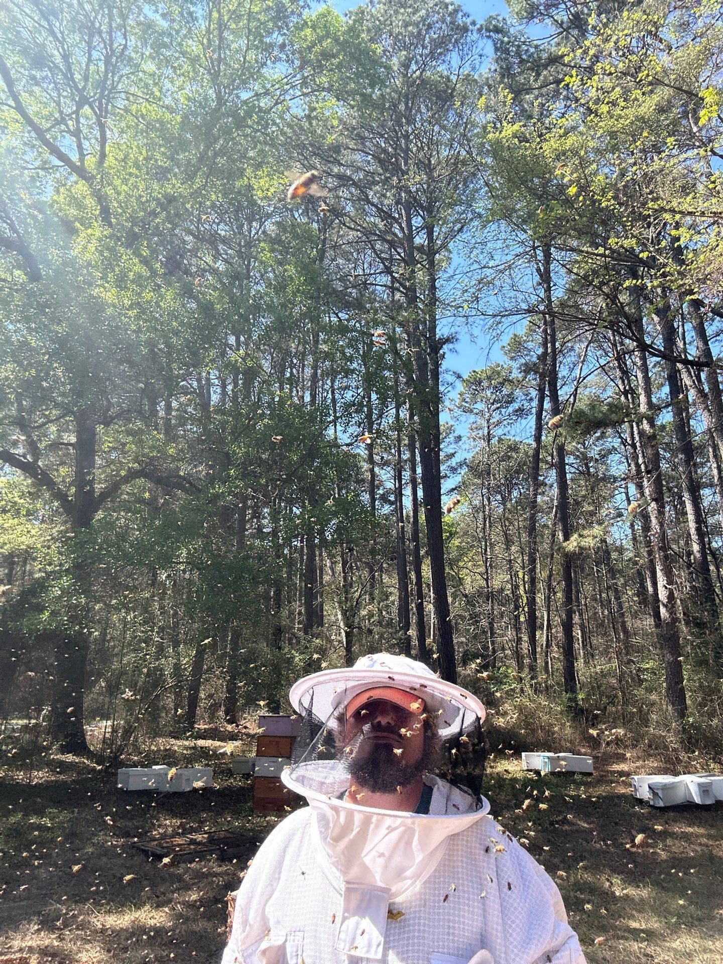 Tree Farm Apiary by Rockwall Honey Bee Company